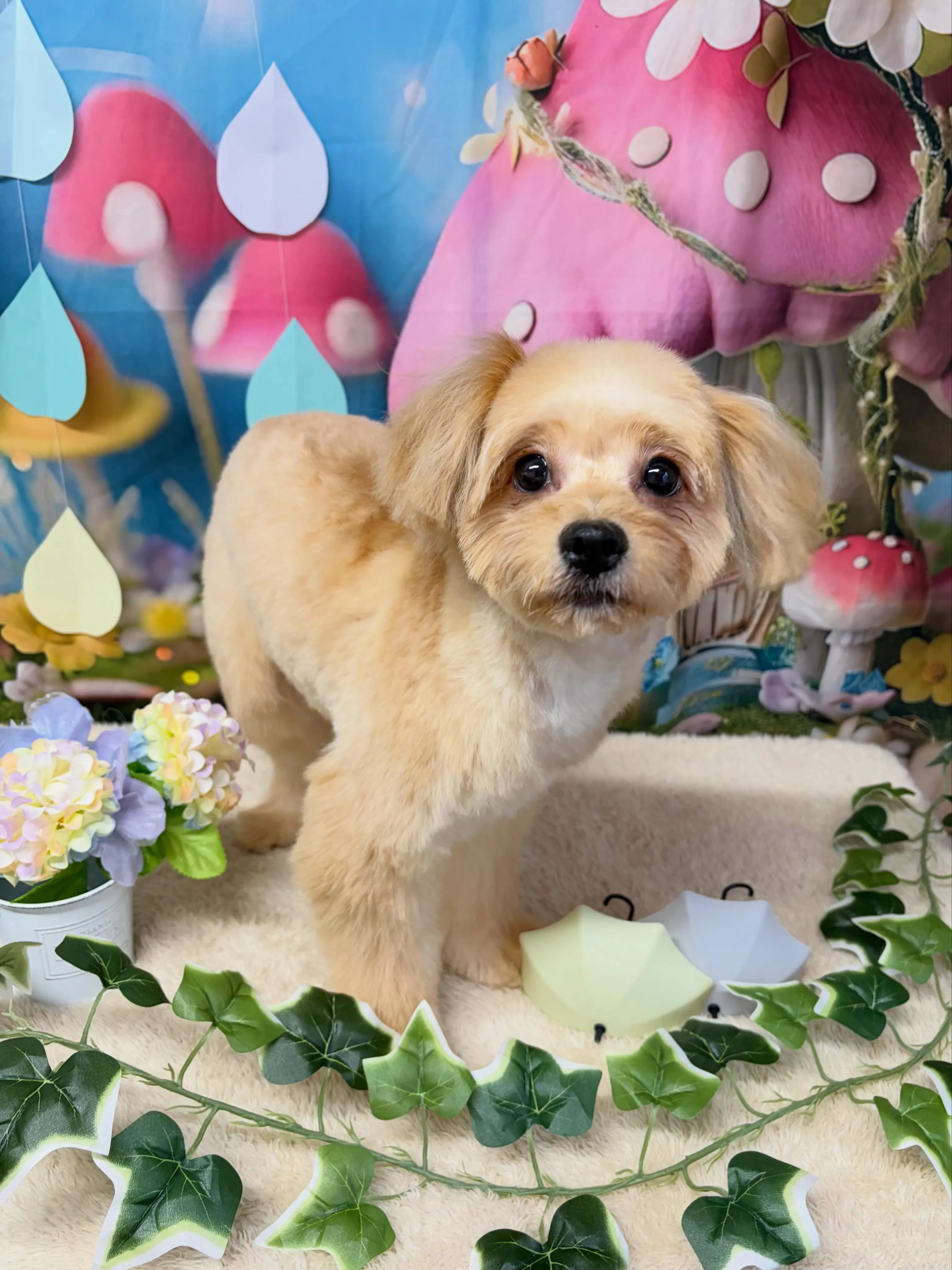 🍃6/21のトリミング🍃ミックス犬🐶｜名東区・千種区・守山区...