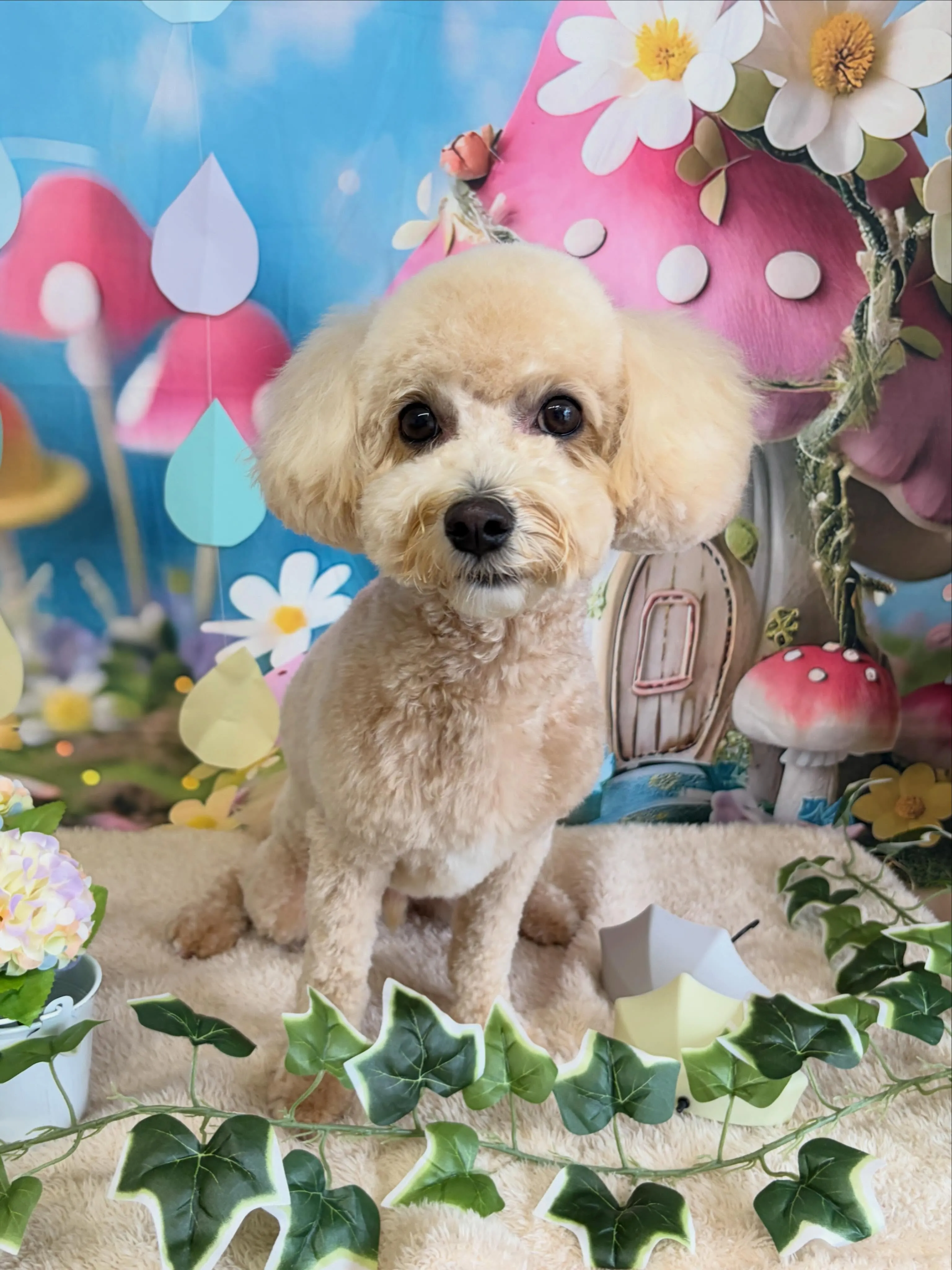 🍃6/21のトリミング🍃ミックス犬🐶｜名東区・千種区・守山区...