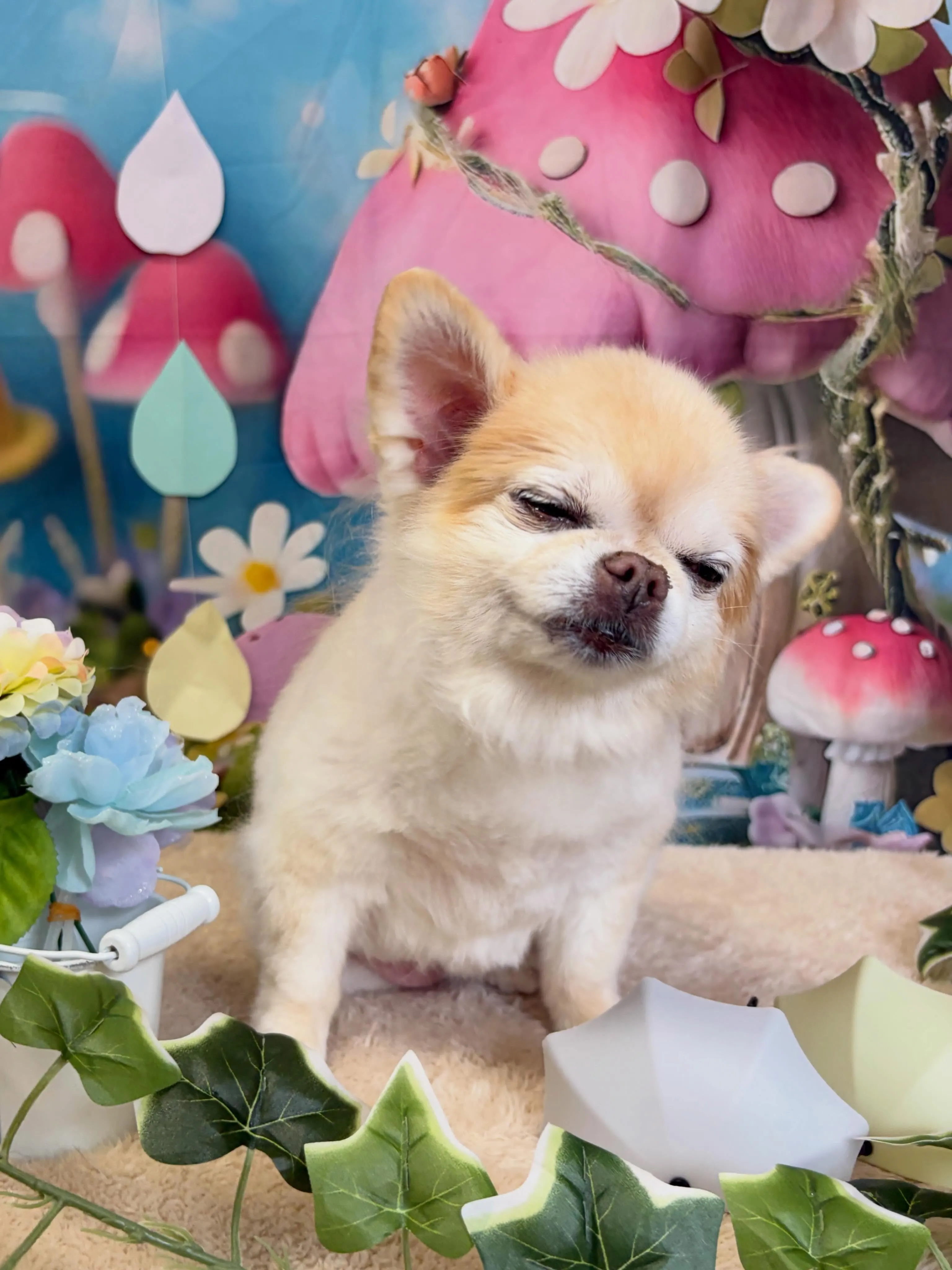 🍃6/21のトリミング🍃チワワ🐶｜名東区・千種区・守山区の動...
