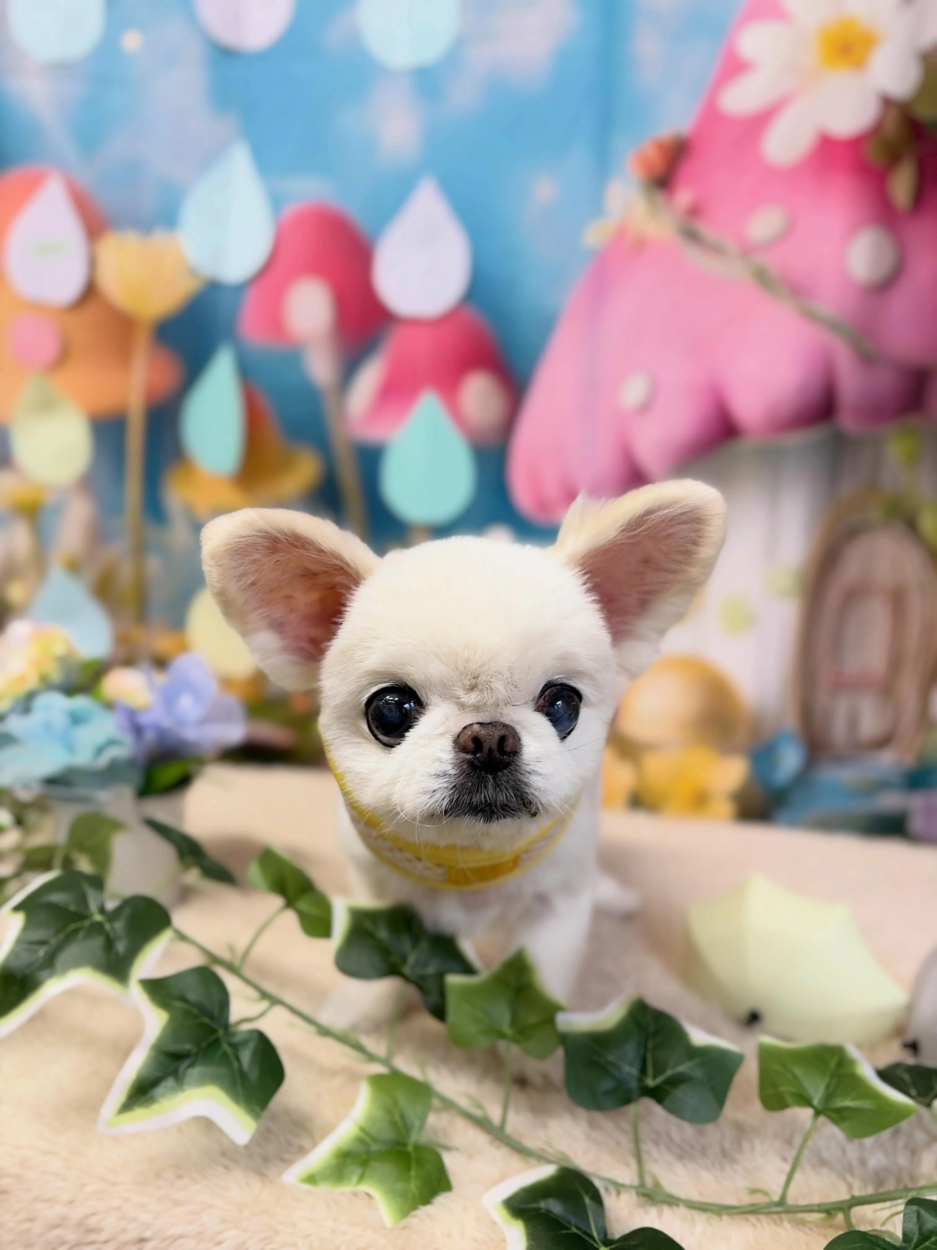 🍃6/21のトリミング🍃ミックス犬🐶｜名東区・千種区・守山区...