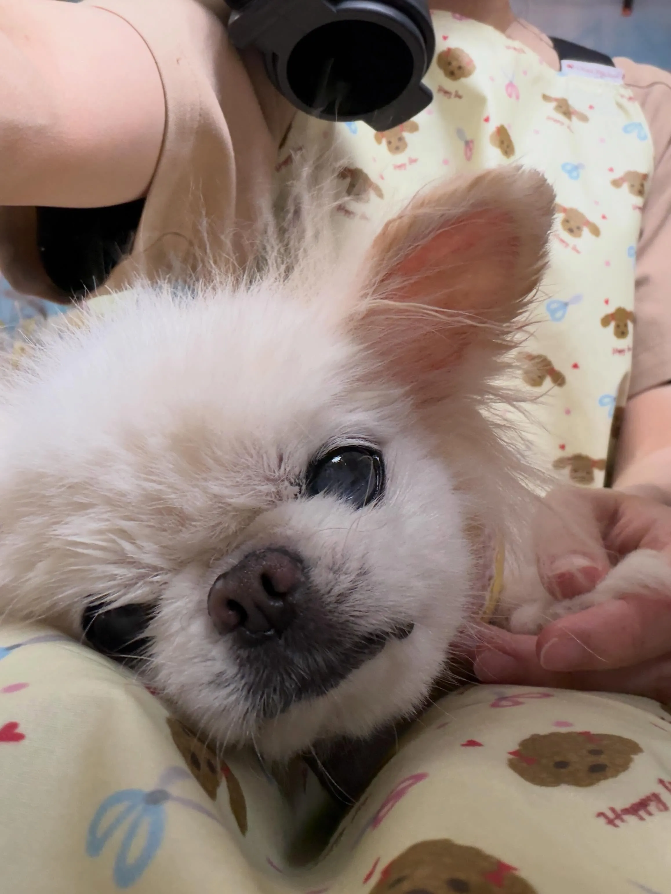 🍃6/21のトリミング🍃ミックス犬🐶｜名東区・千種区・守山区...