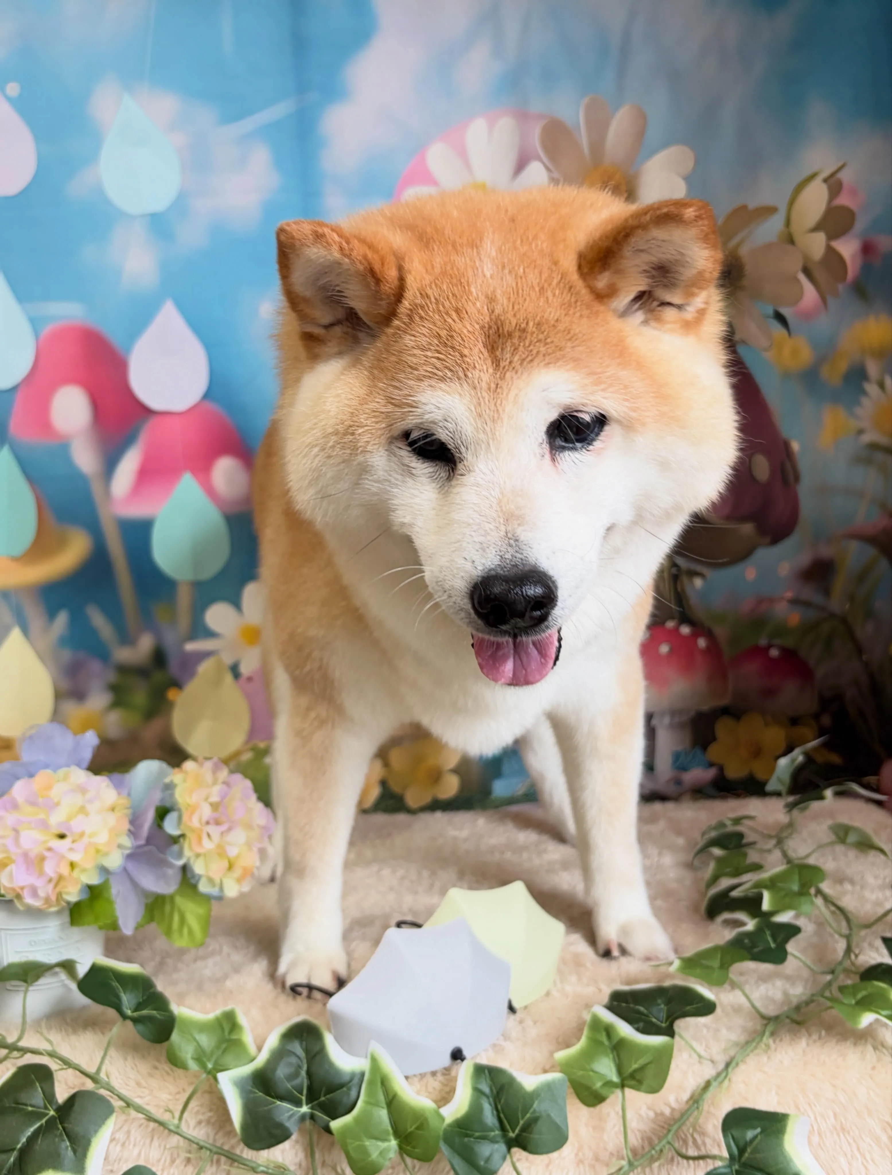 🍃6/22のトリミング🍃柴犬🐶｜名東区・千種区・守山区の動物...