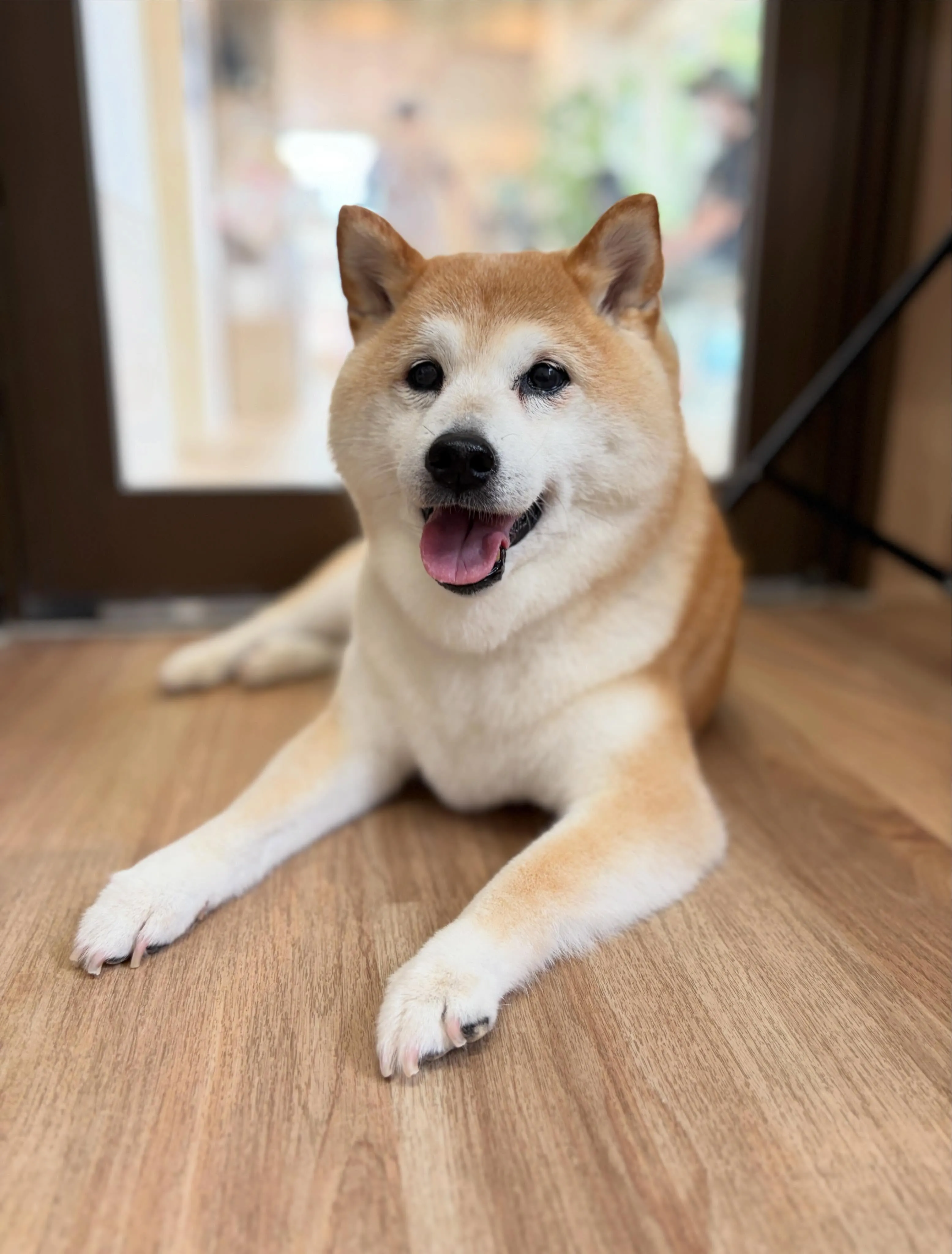 🍃6/22のトリミング🍃柴犬🐶｜名東区・千種区・守山区の動物...