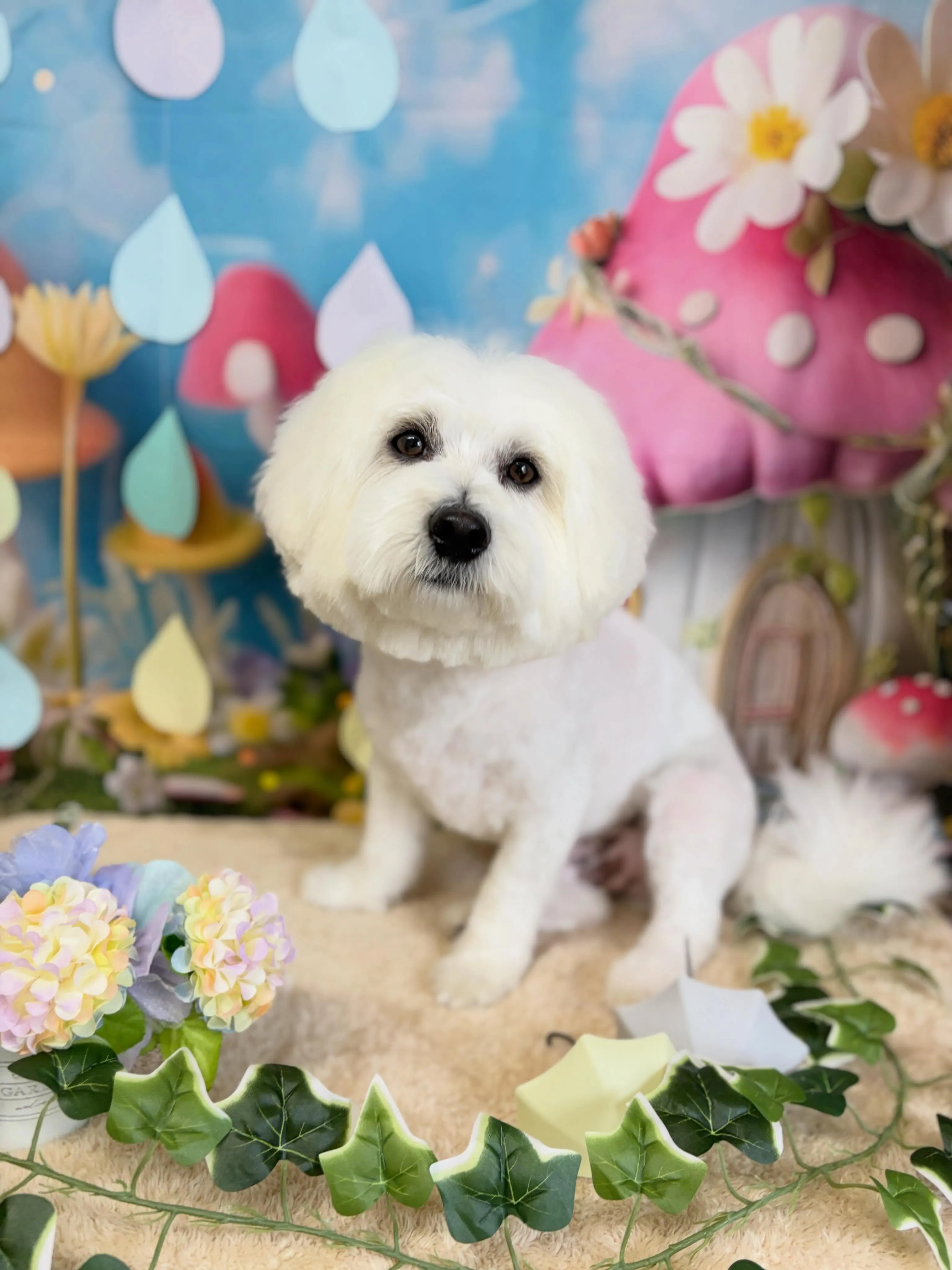 🍃6/22のトリミング🍃ミックス犬🐶｜名東区・千種区・守山区...