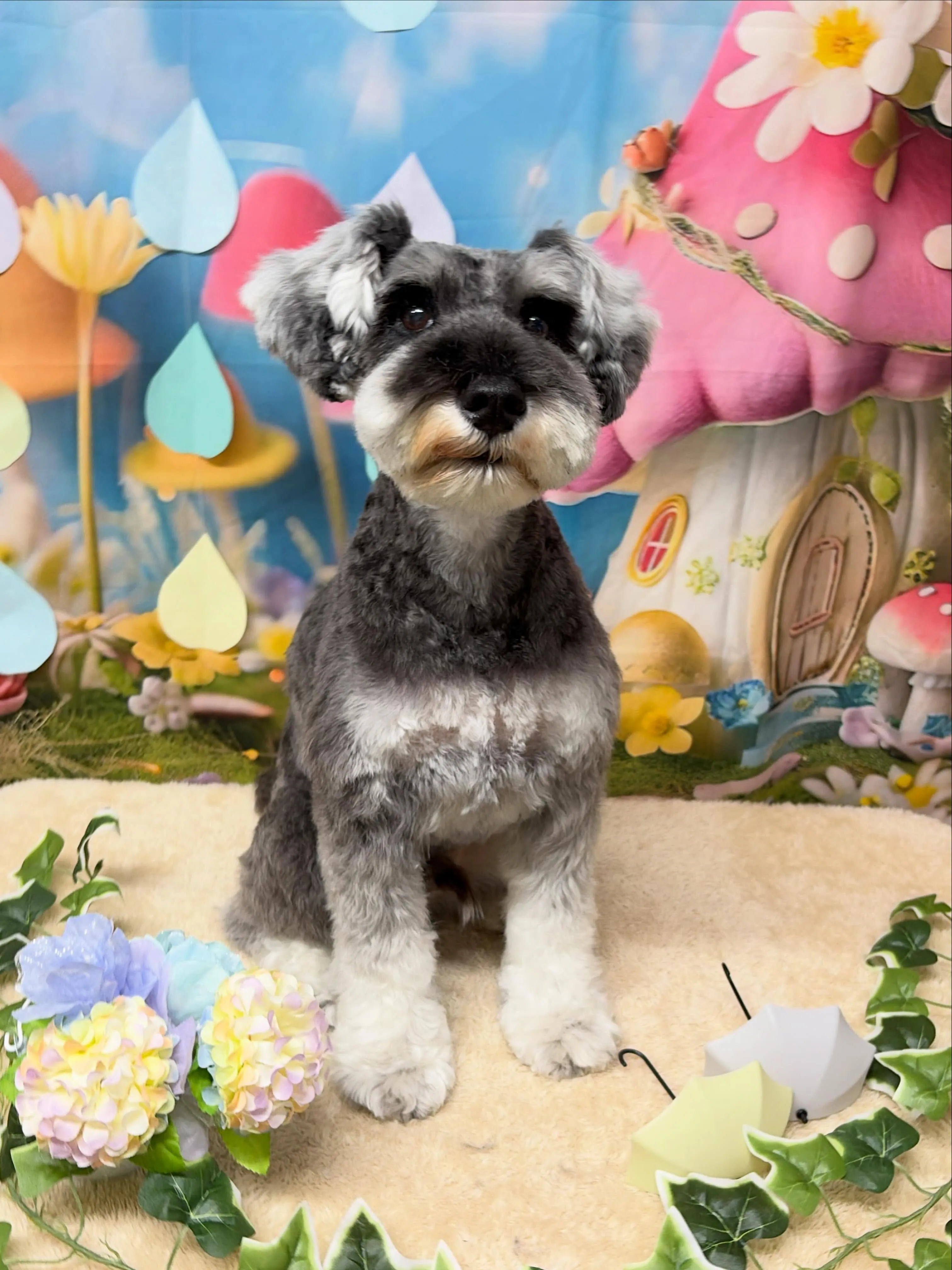 🍃6/22のトリミング🍃シュナウザー🐶｜名東区・千種区・守山...