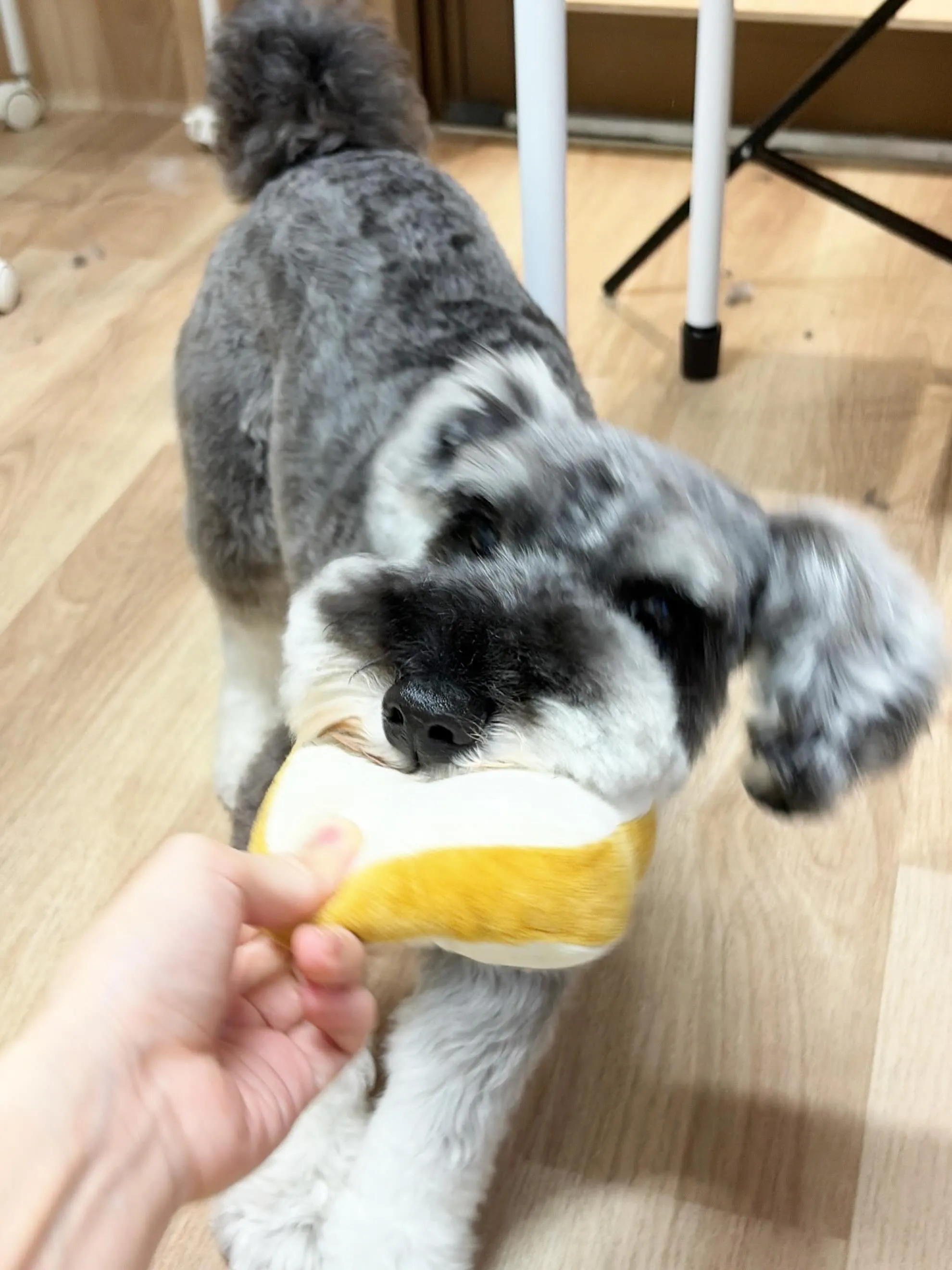 🍃6/22のトリミング🍃シュナウザー🐶｜名東区・千種区・守山...