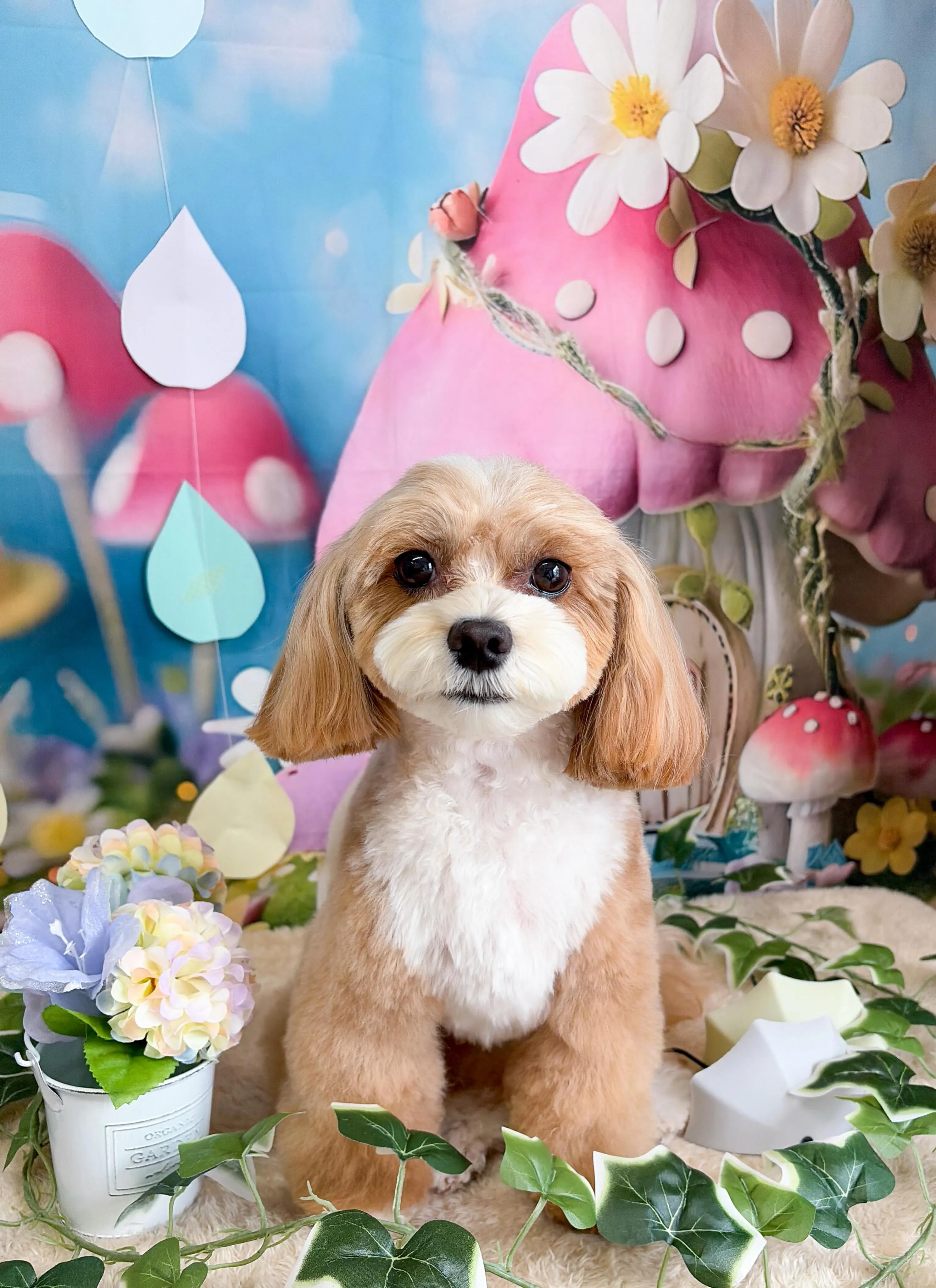 🍃6/23のトリミング🍃チワワ🐶プードル🐶ミックス犬🐶｜名東...