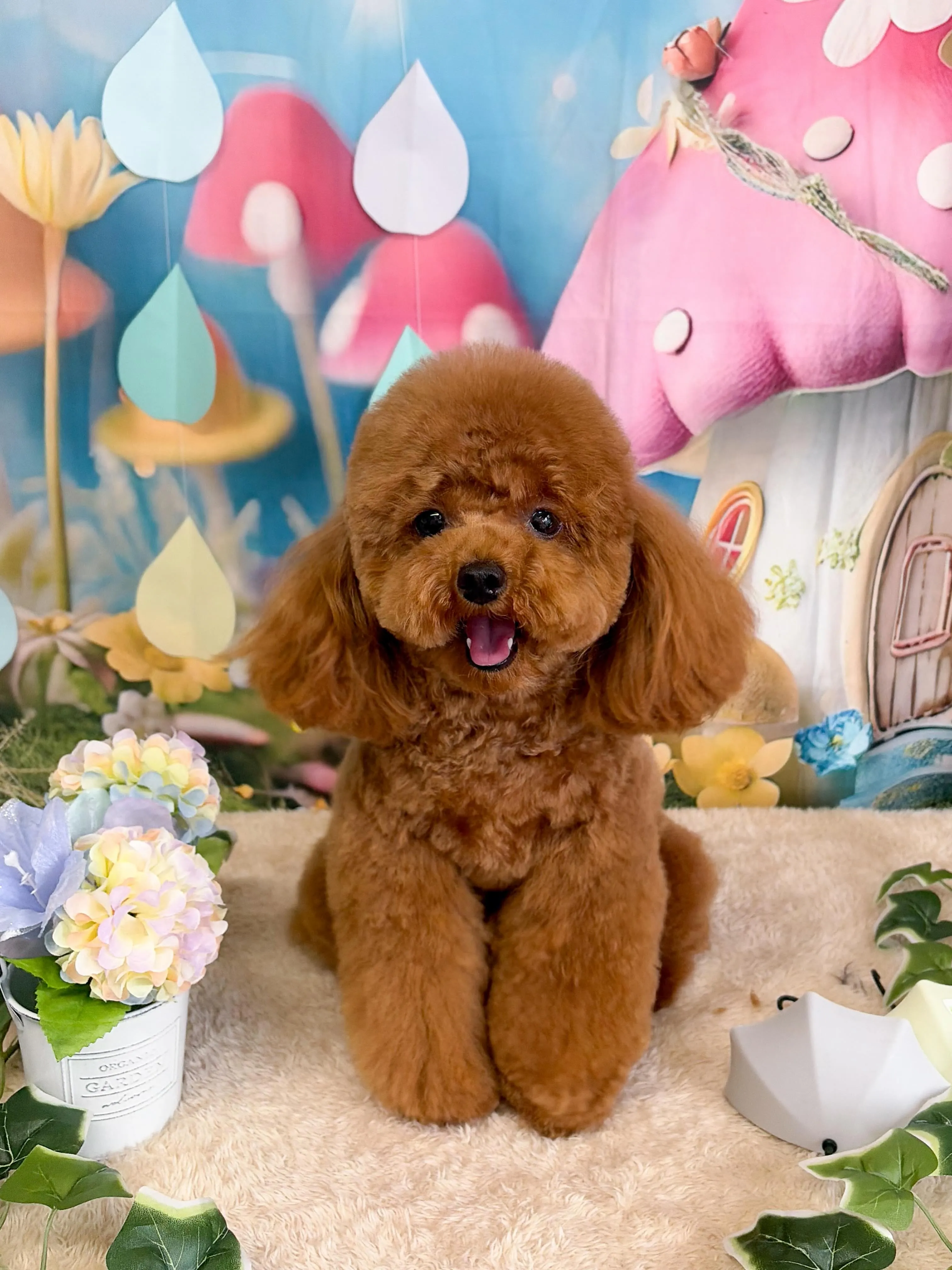 🍃6/23のトリミング🍃チワワ🐶プードル🐶ミックス犬🐶｜名東...