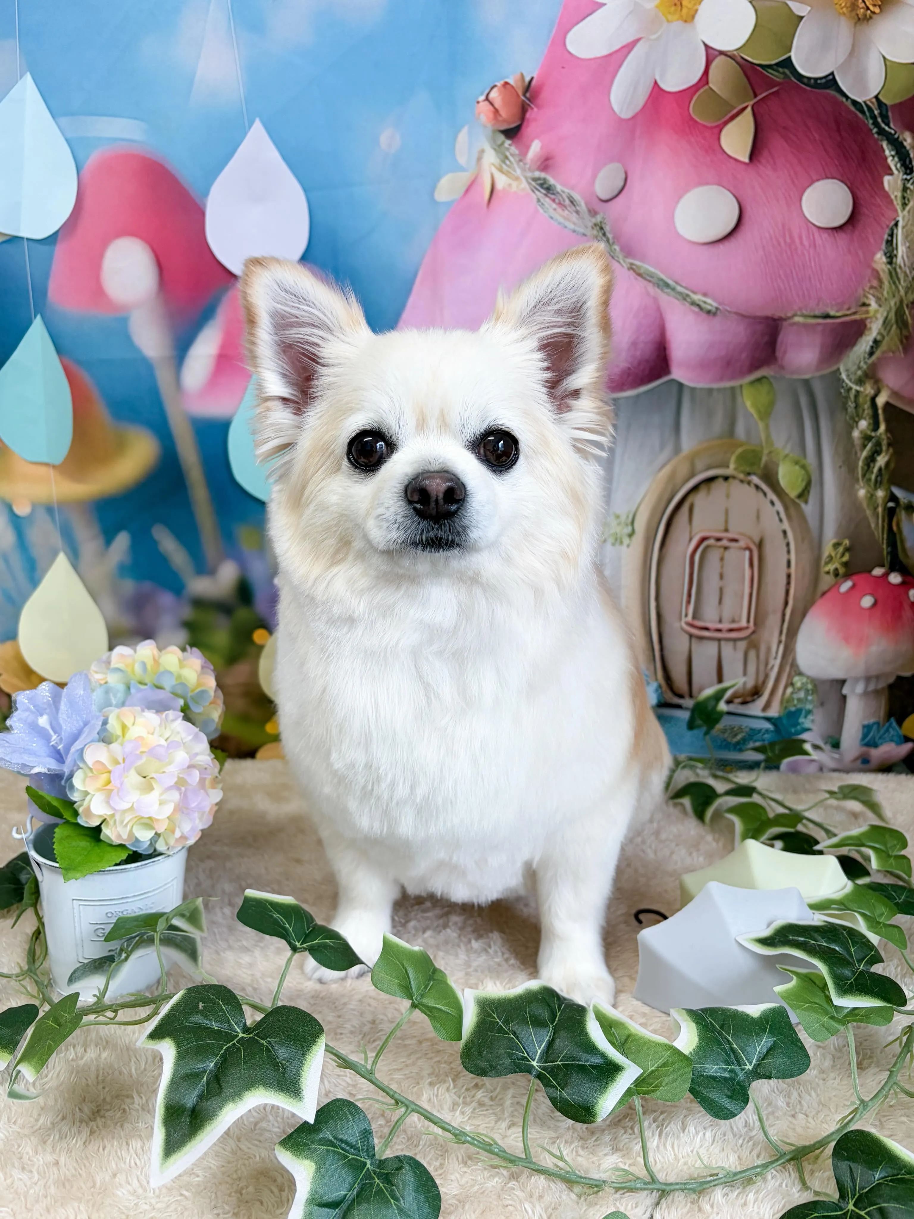 🍃6/23のトリミング🍃チワワ🐶プードル🐶ミックス犬🐶｜名東...