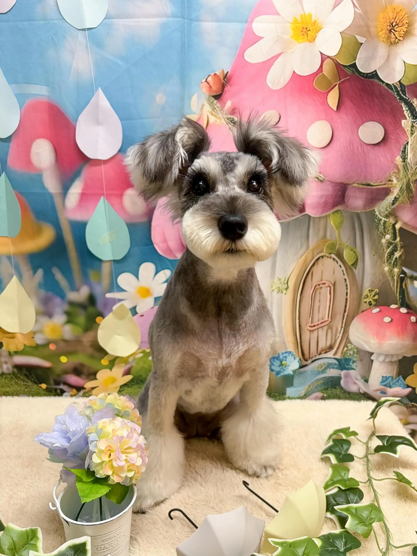 🍃6/24のトリミング🍃シュナウザー🐶｜名東区・千種区・守山...