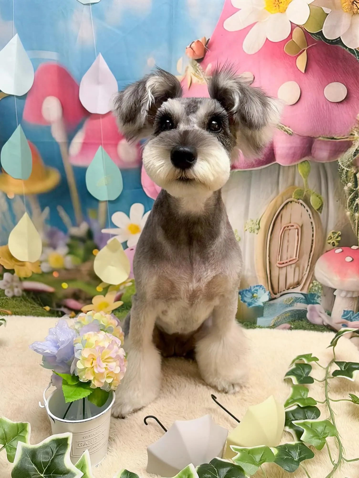 🍃6/24のトリミング🍃シュナウザー🐶｜名東区・千種区・守山...