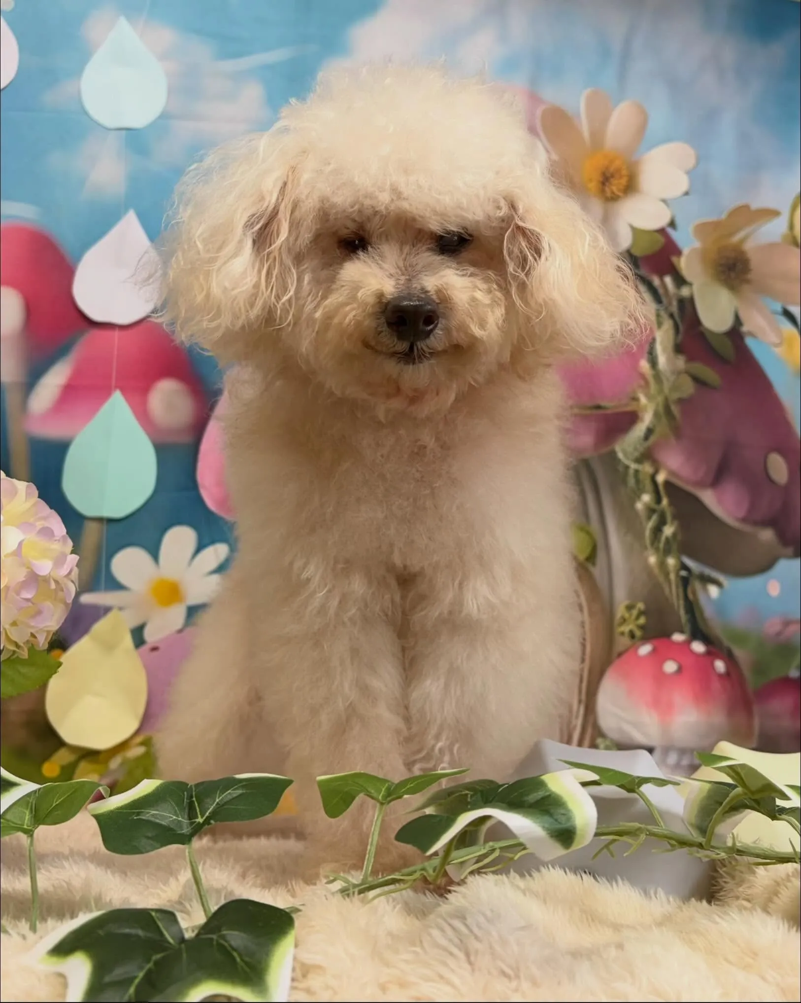 🍃6/24のトリミング🍃プードル🐶｜名東区・千種区・守山区の...