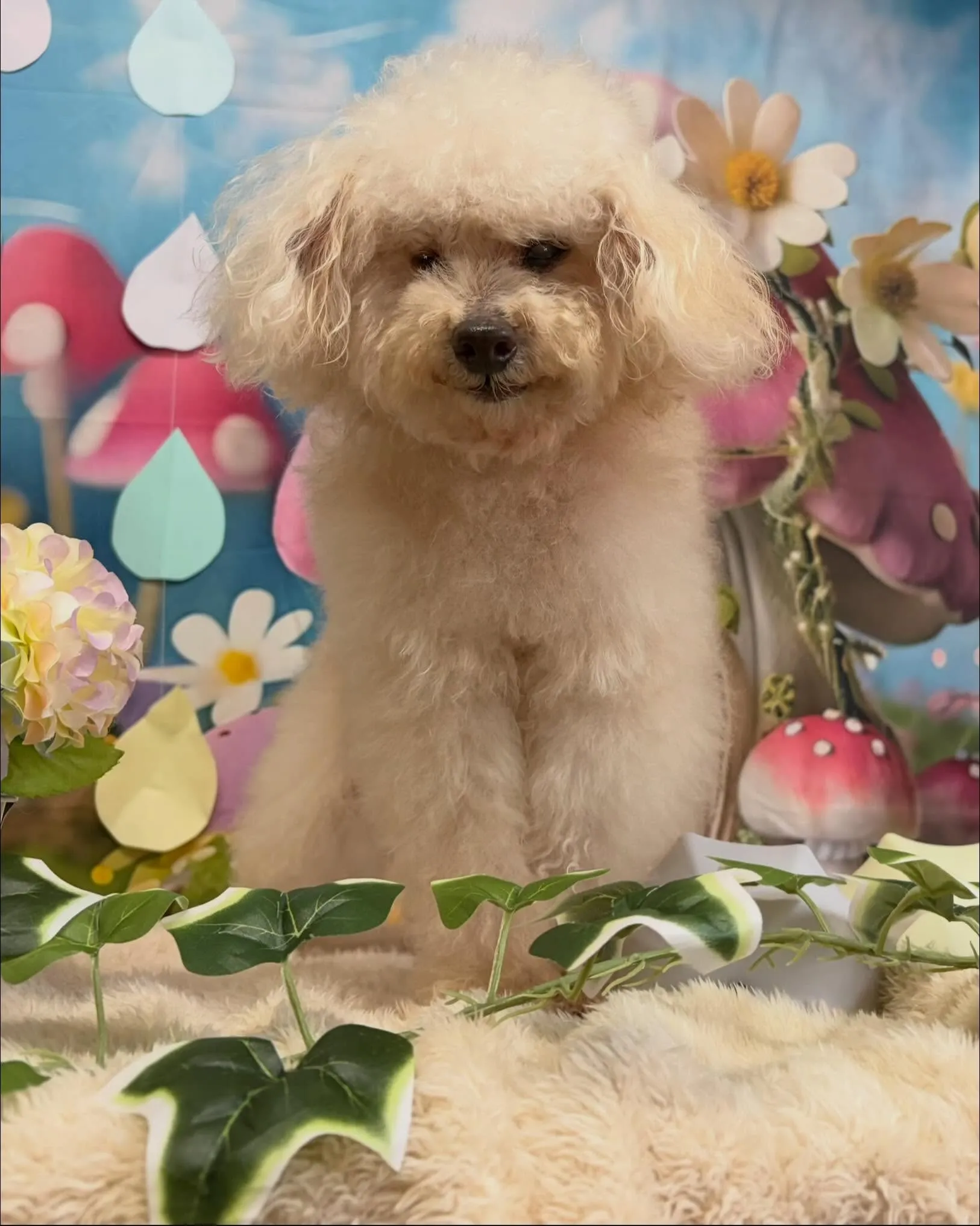 🍃6/24のトリミング🍃プードル🐶｜名東区・千種区・守山区の...