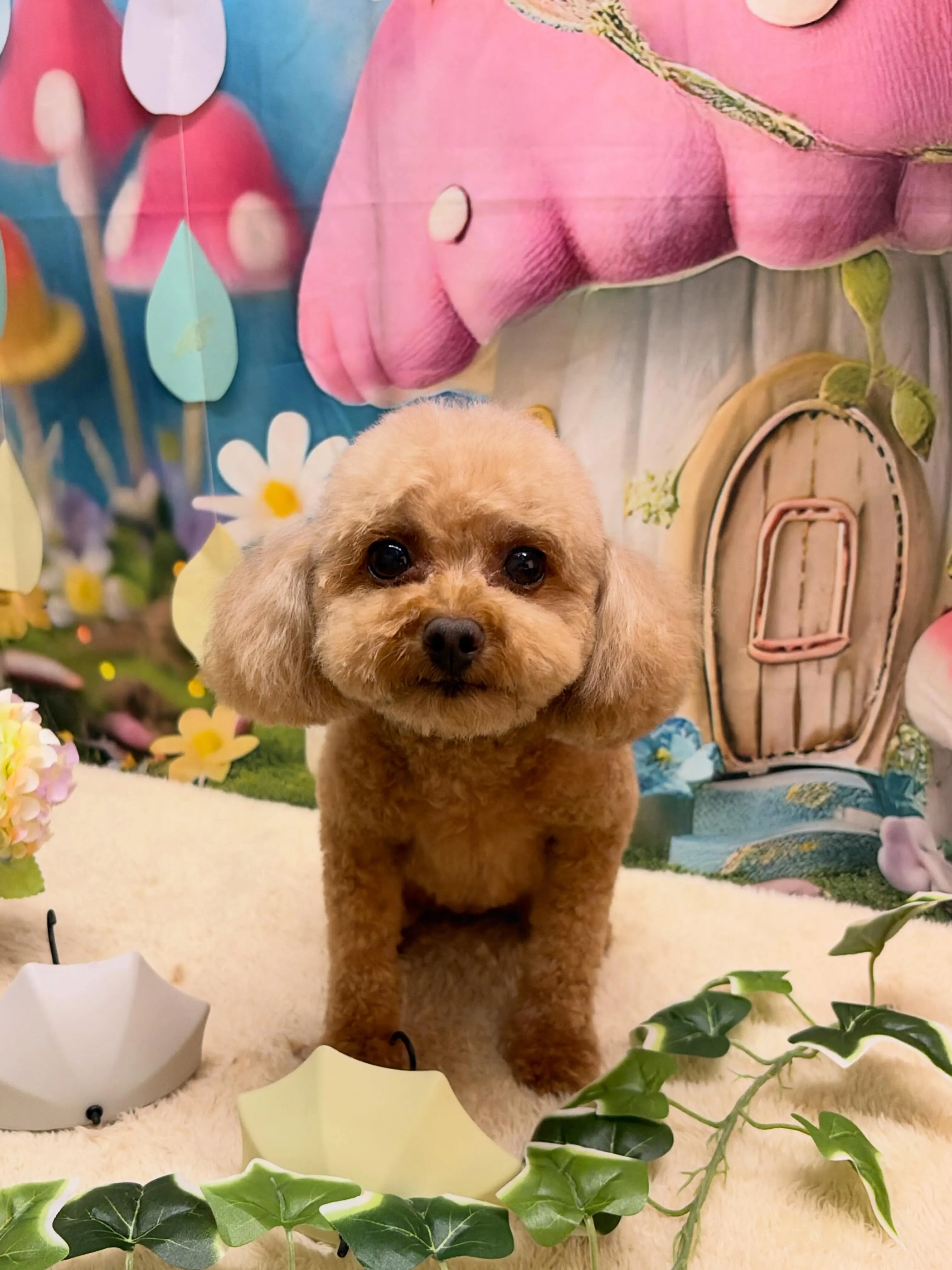 🍃6/24のトリミング🍃🐶｜名東区・千種区・守山区の動物病院...