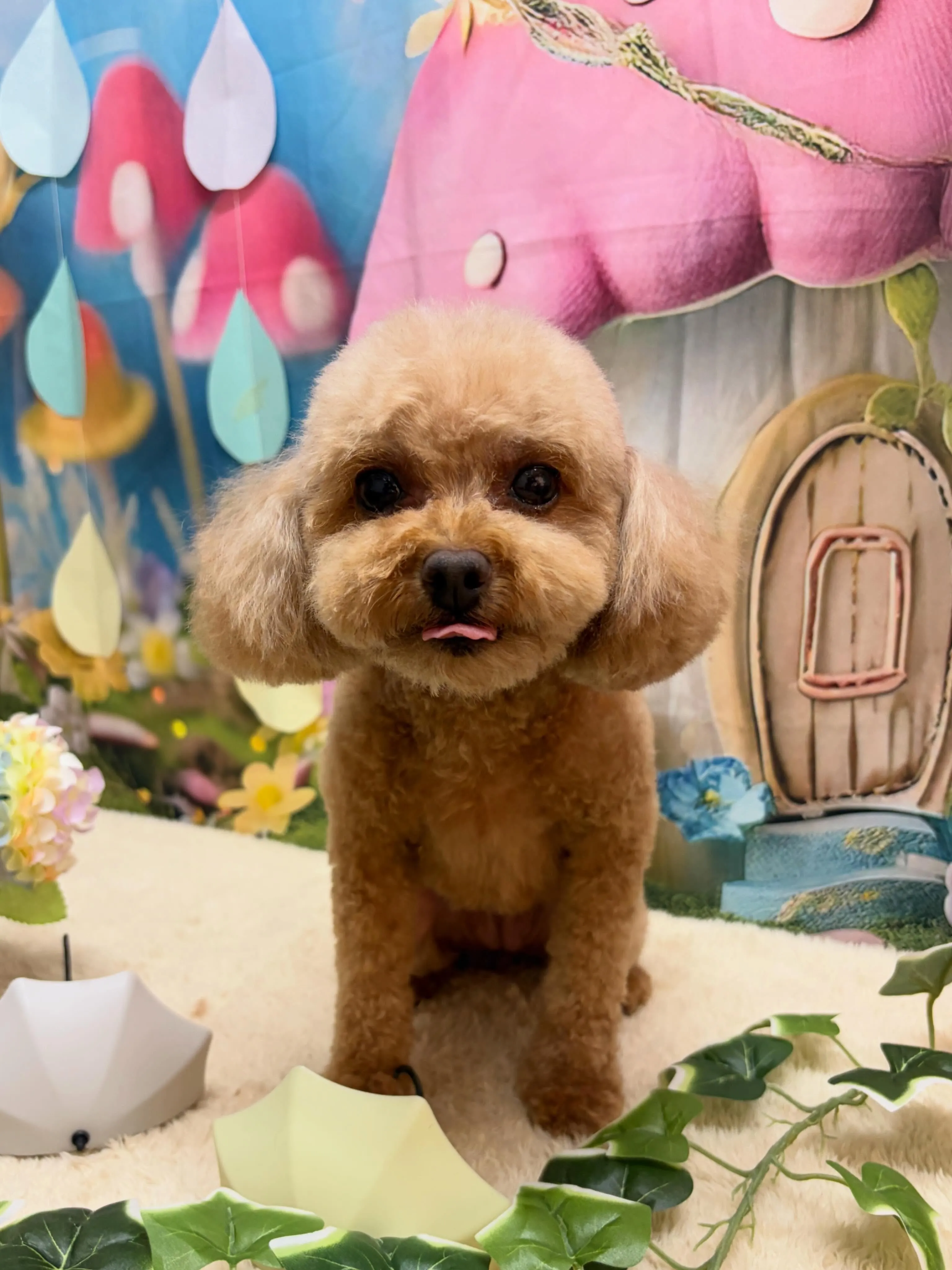 🍃6/24のトリミング🍃🐶｜名東区・千種区・守山区の動物病院...