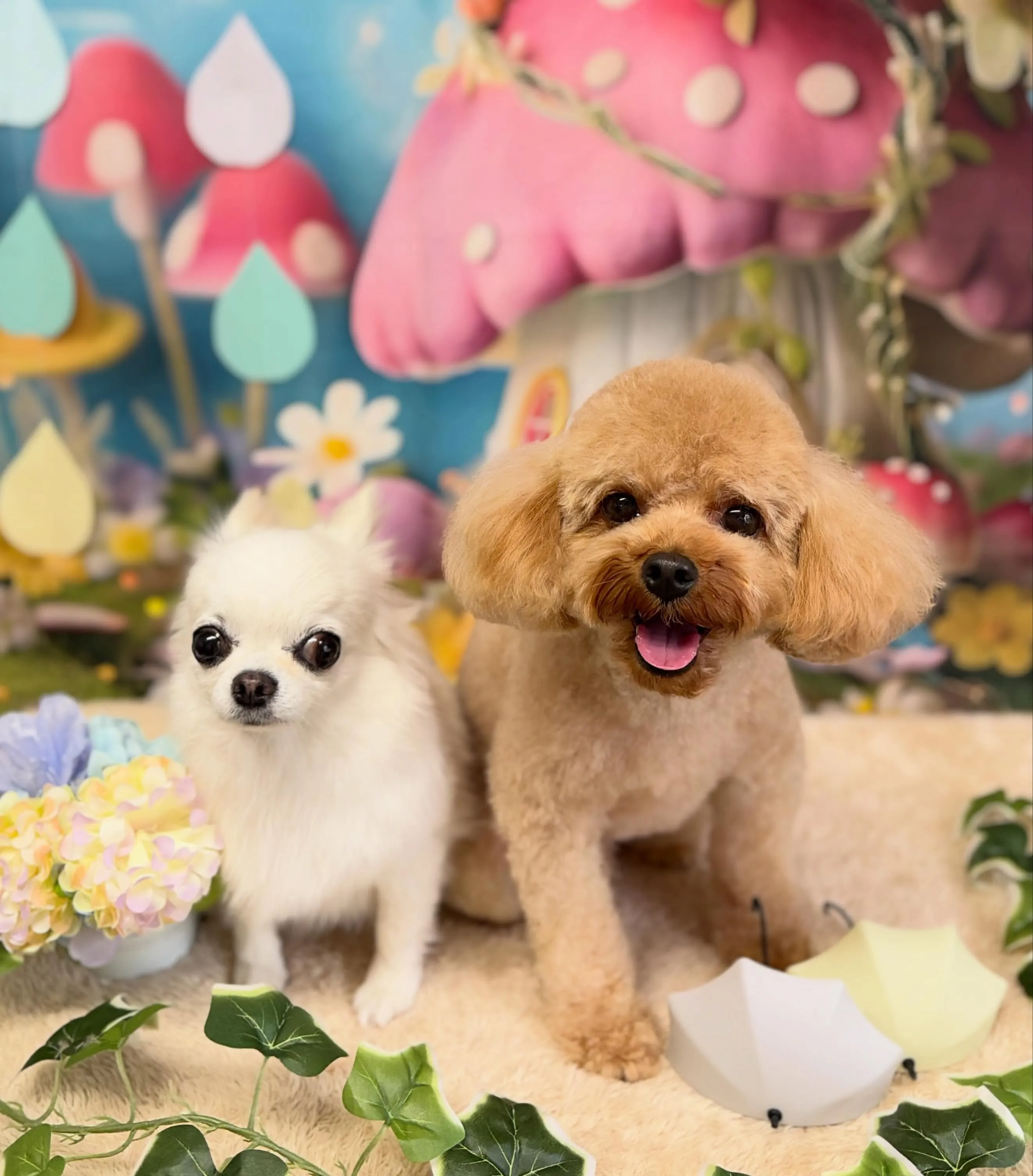 🍃6/24のトリミング🍃プードル🐶チワワ🐶｜名東区・千種区・...