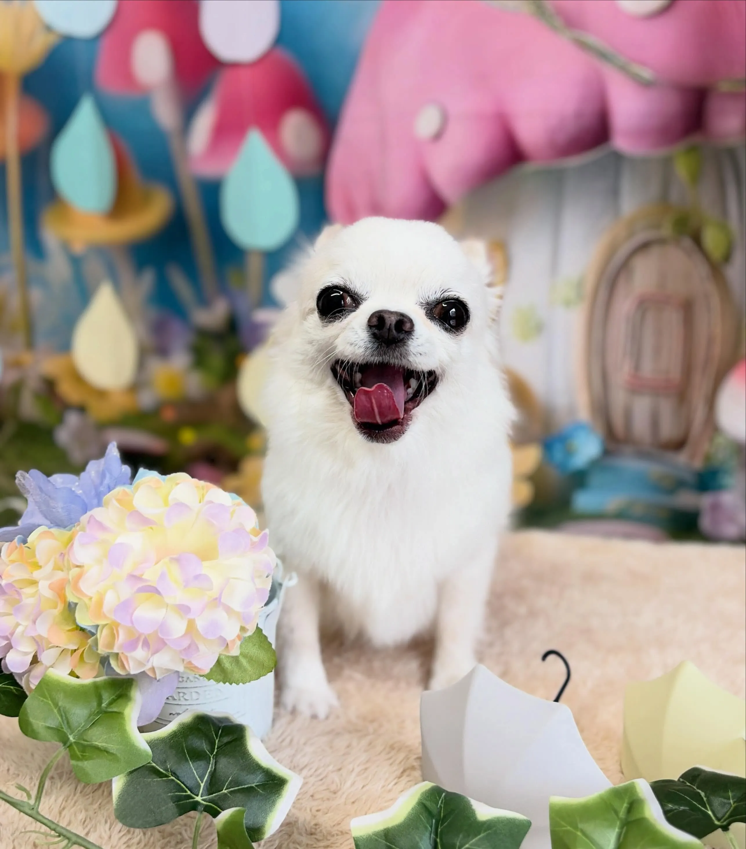 🍃6/24のトリミング🍃プードル🐶チワワ🐶｜名東区・千種区・...