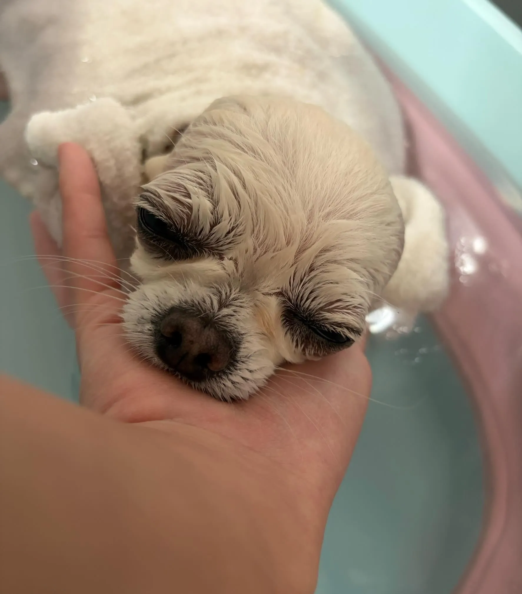 🍃6/24のトリミング🍃プードル🐶チワワ🐶｜名東区・千種区・...