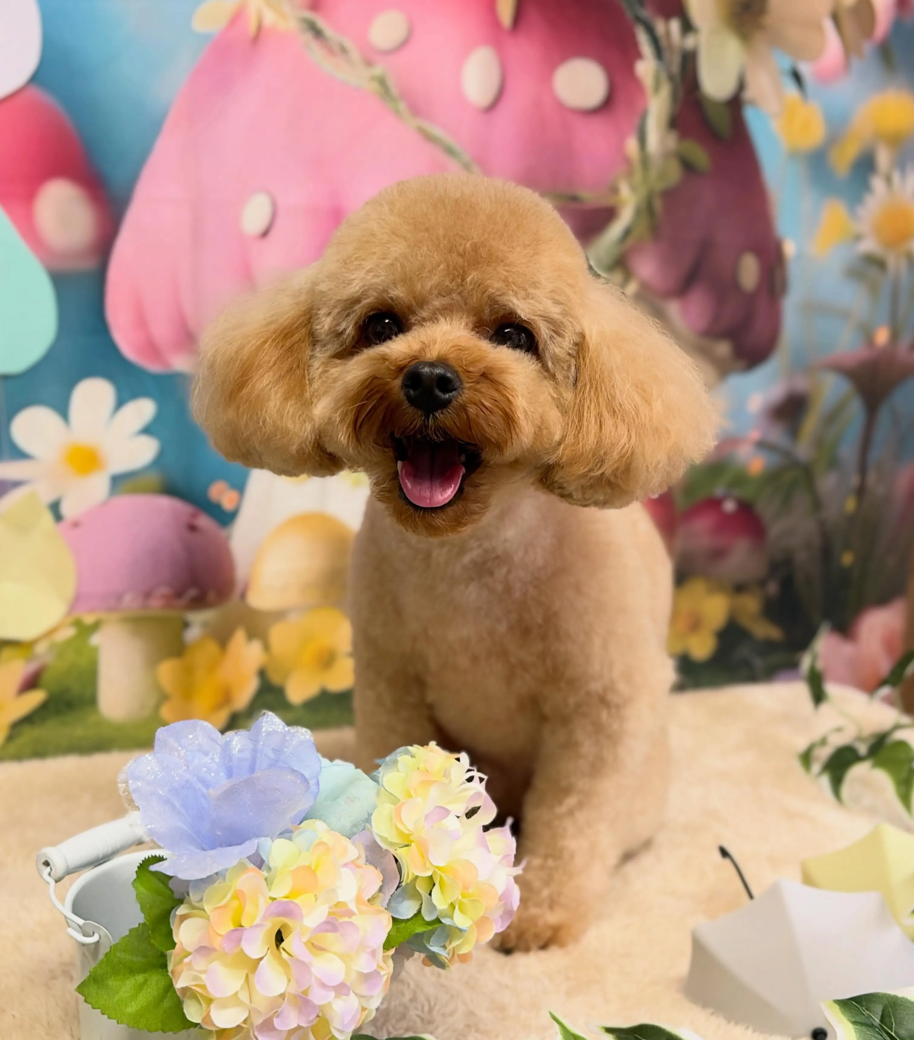 🍃6/24のトリミング🍃プードル🐶チワワ🐶｜名東区・千種区・...