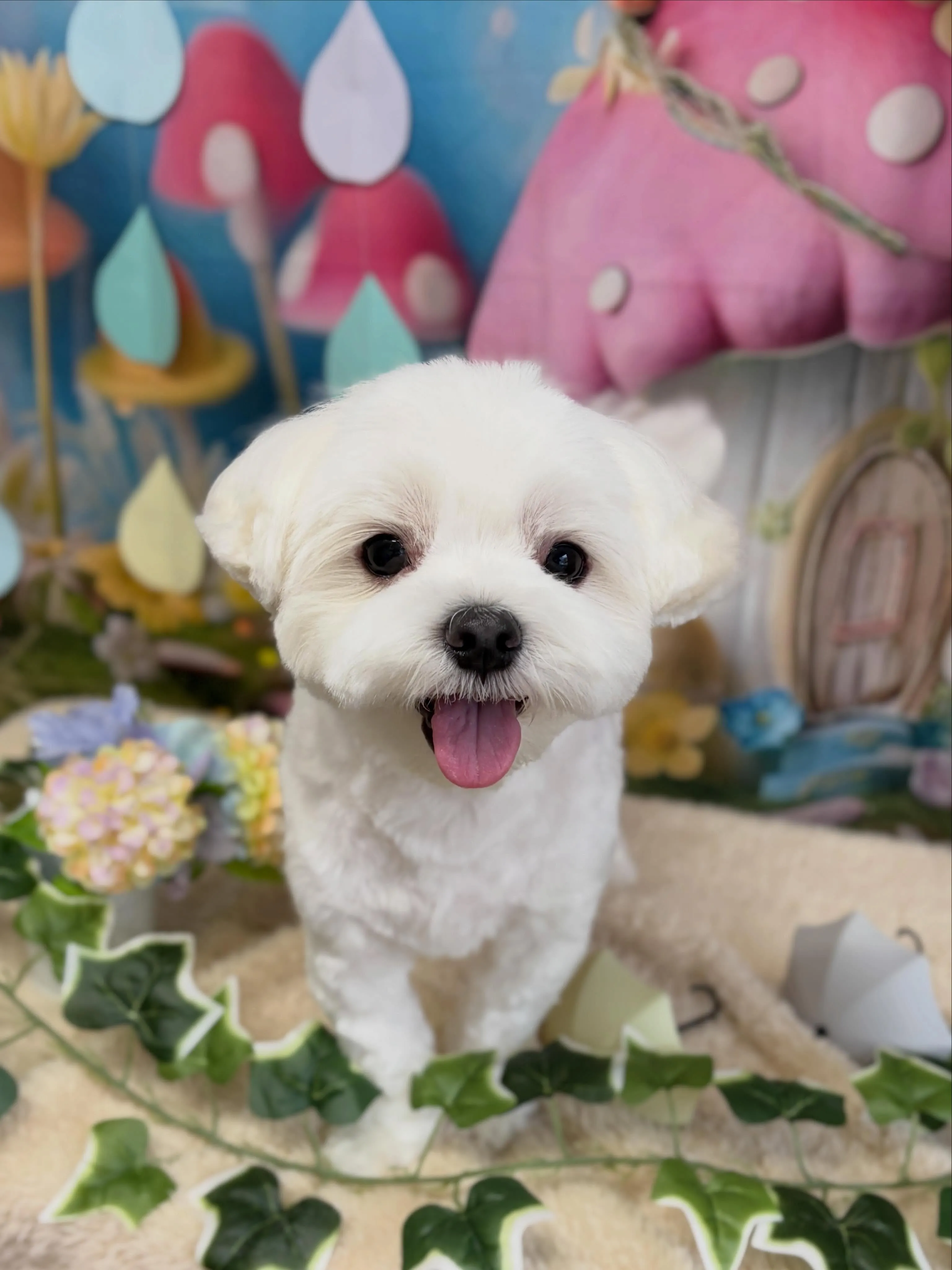 🍃6/24のトリミング🍃マルチーズ🐶｜名東区・千種区・守山区...