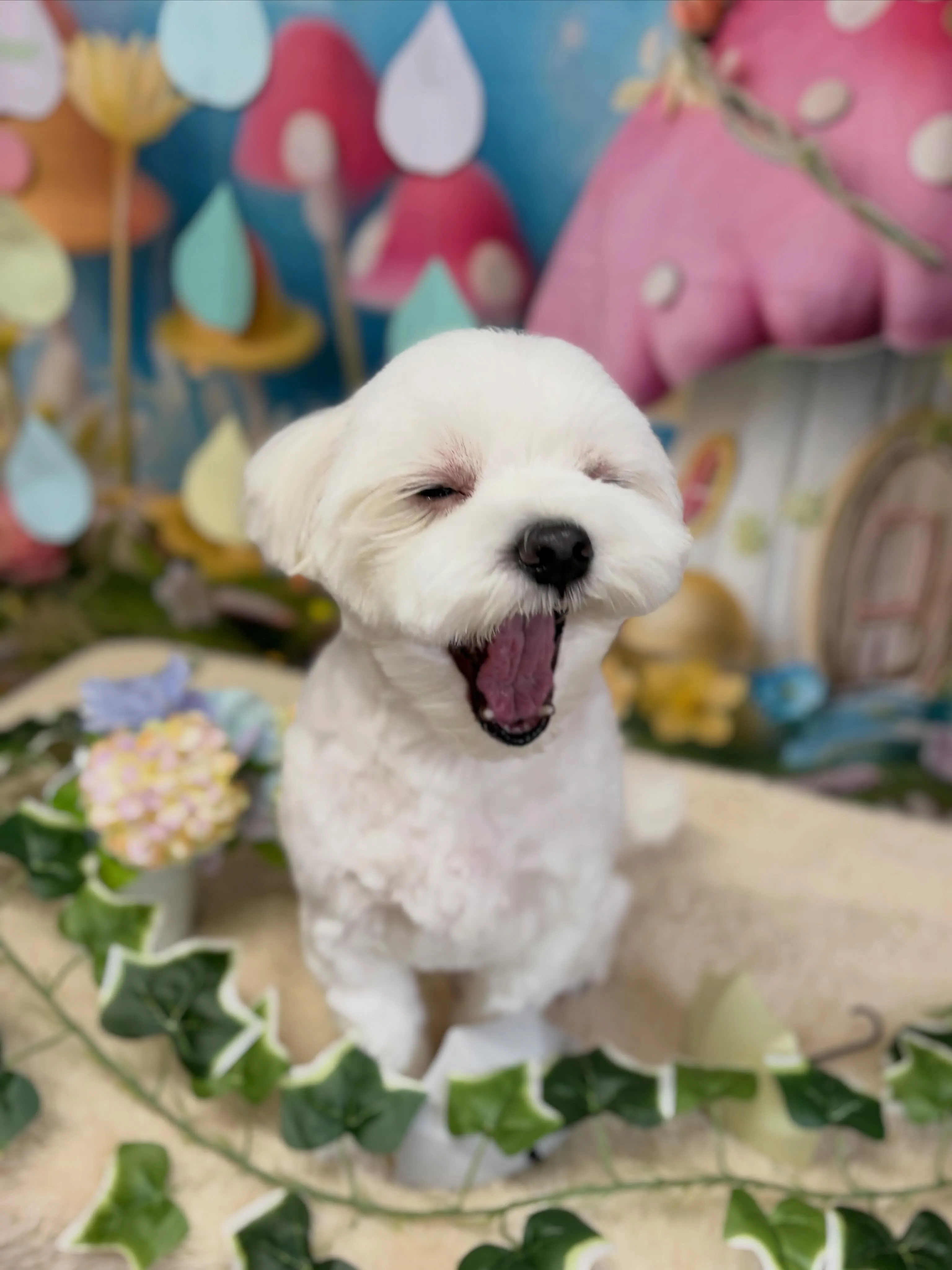 🍃6/24のトリミング🍃マルチーズ🐶｜名東区・千種区・守山区...