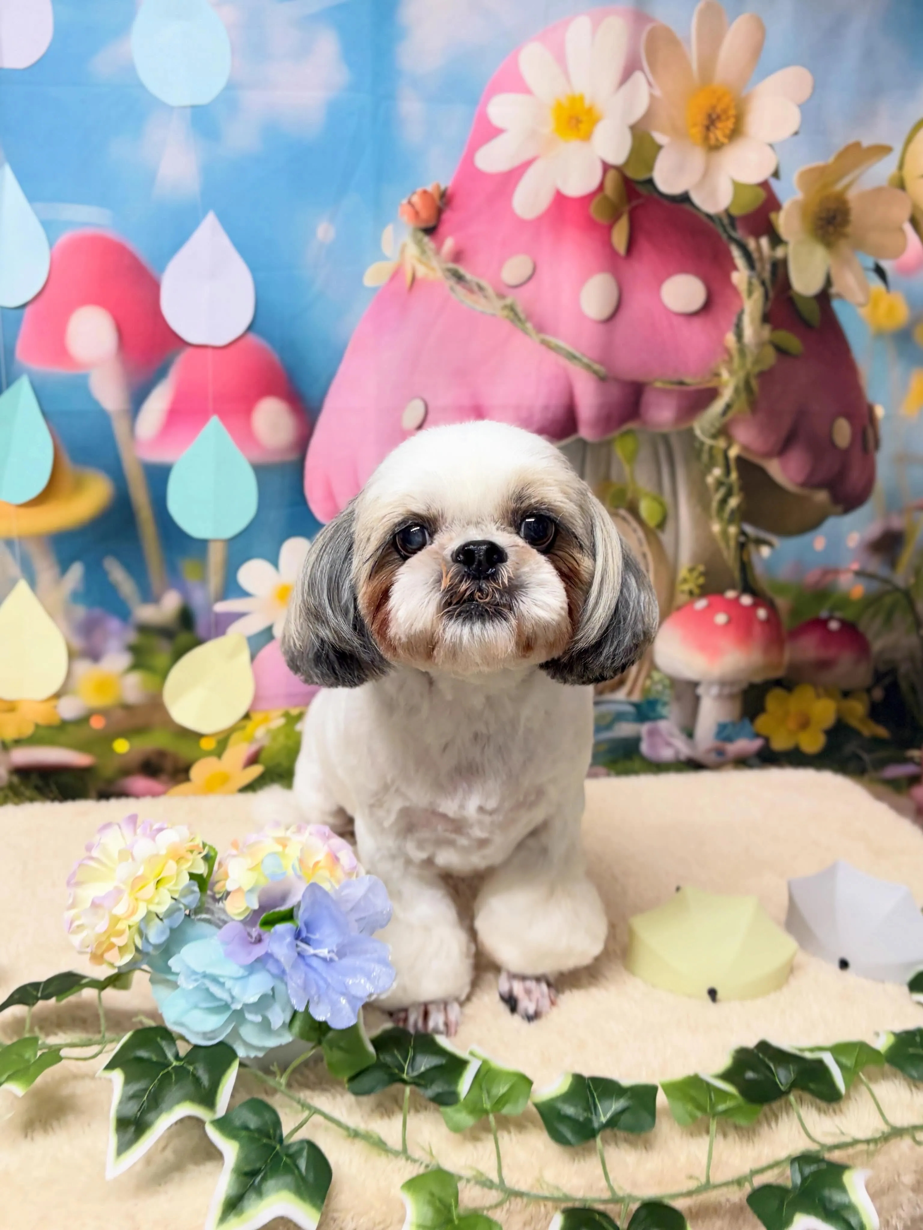 🍃本日のトリミング🍃ミニチュアシュナウザー🐶｜名東区・千種区...