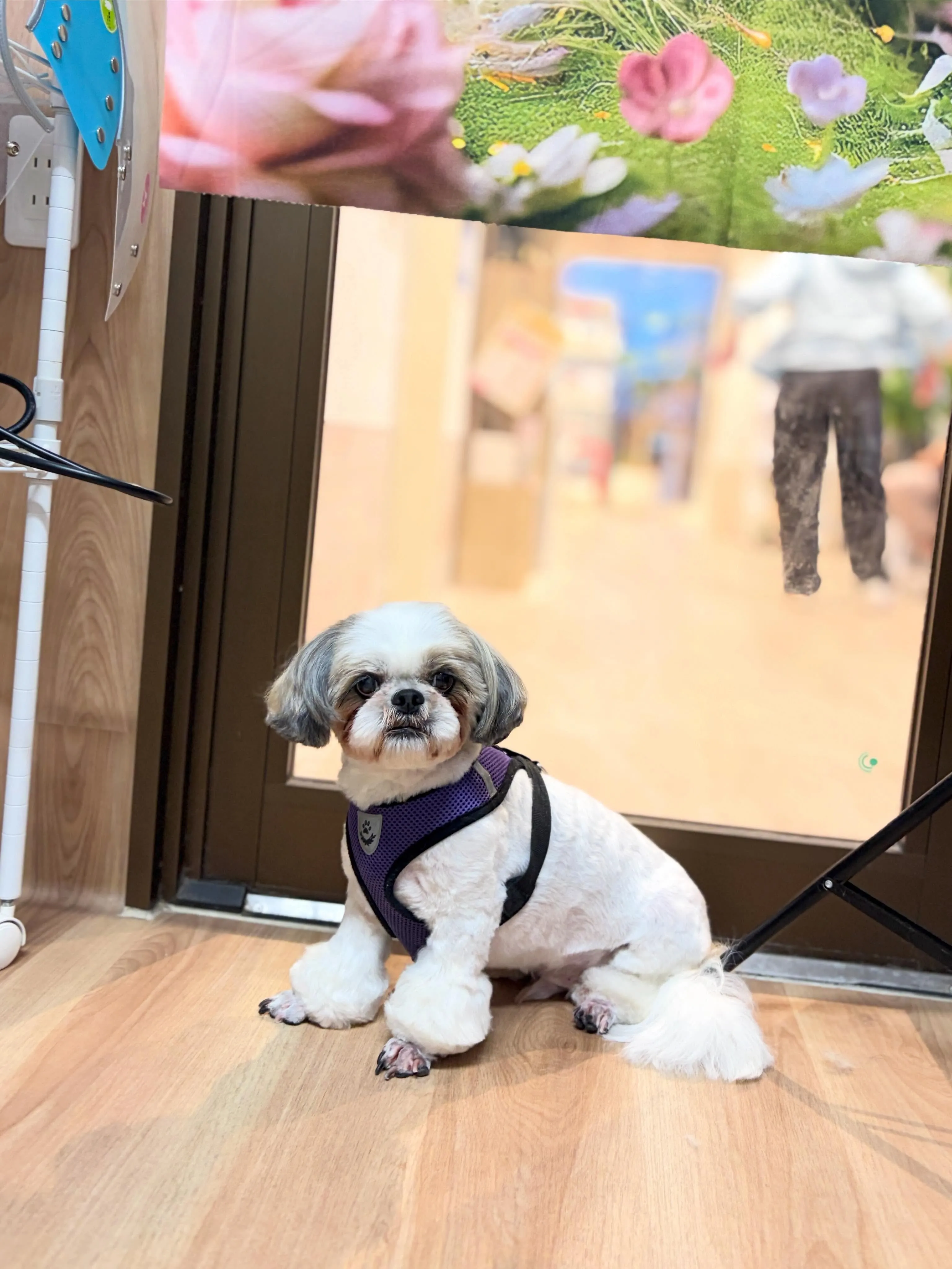 🍃本日のトリミング🍃ミニチュアシュナウザー🐶｜名東区・千種区...