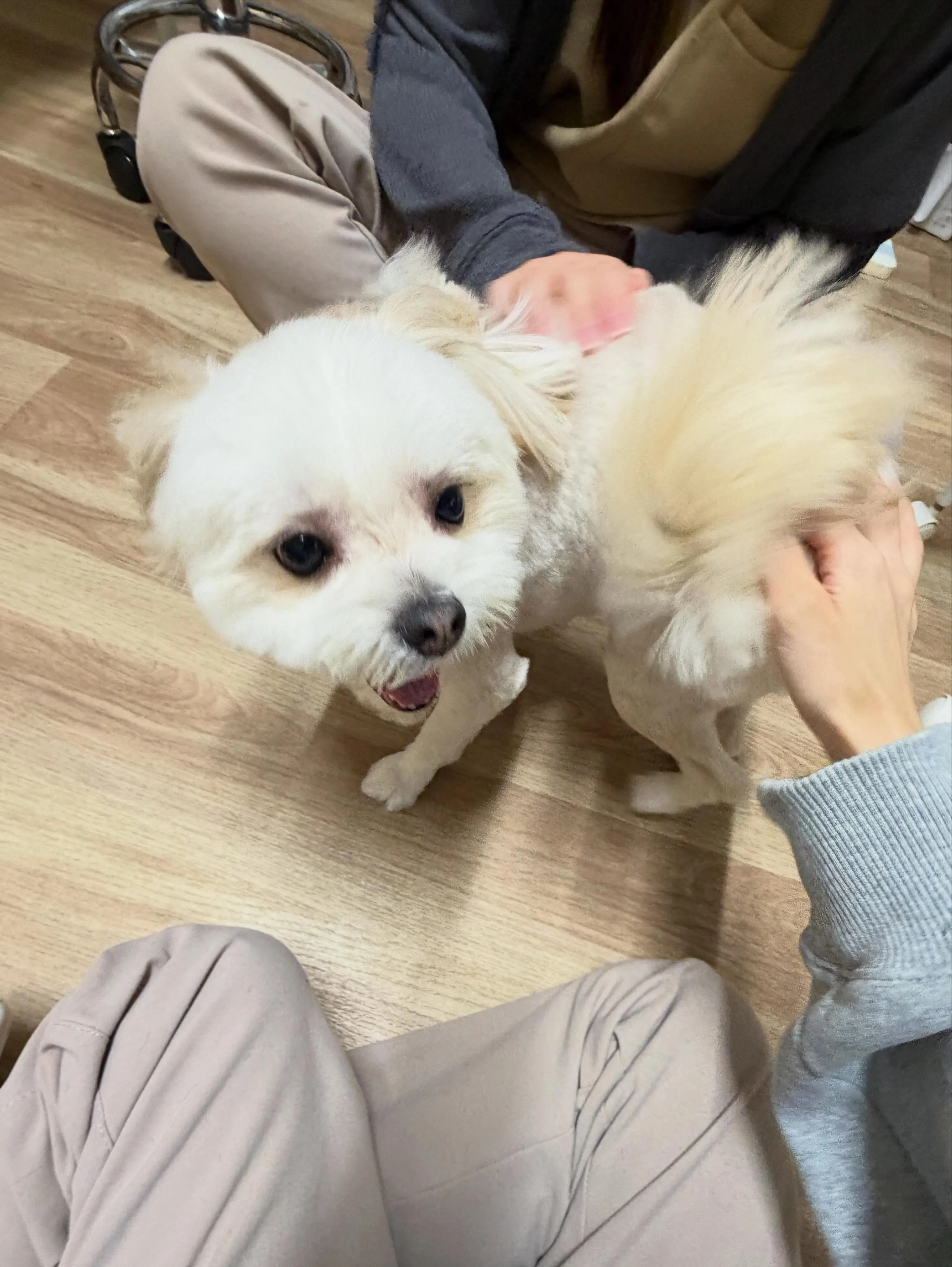 🍃本日のトリミング🍃ミックス犬🐶｜名東区・千種区・守山区の動...
