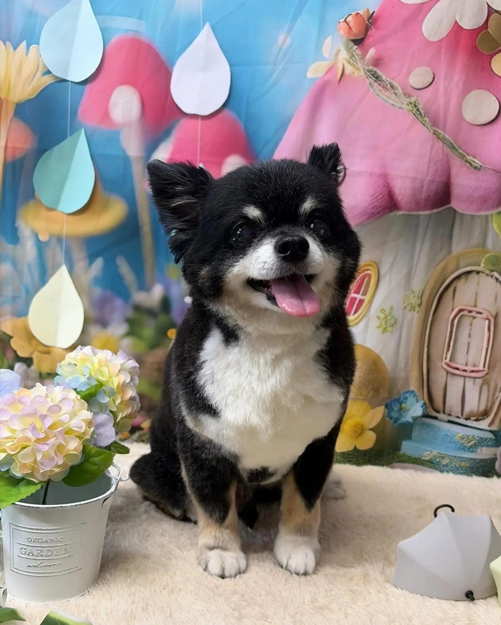 🍃6/26のトリミング🍃チワワ🐶｜名東区・千種区・守山区の動...