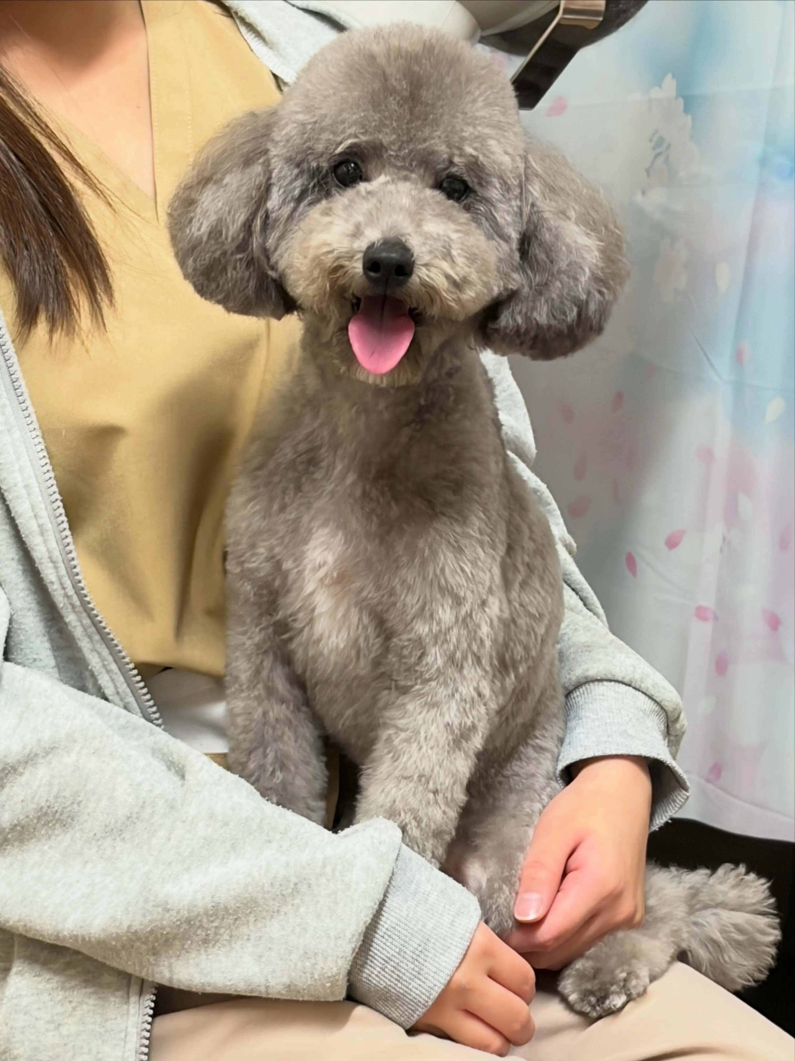 🍃本日のトリミング🍃プードル🐶｜名東区・千種区・守山区の動物...