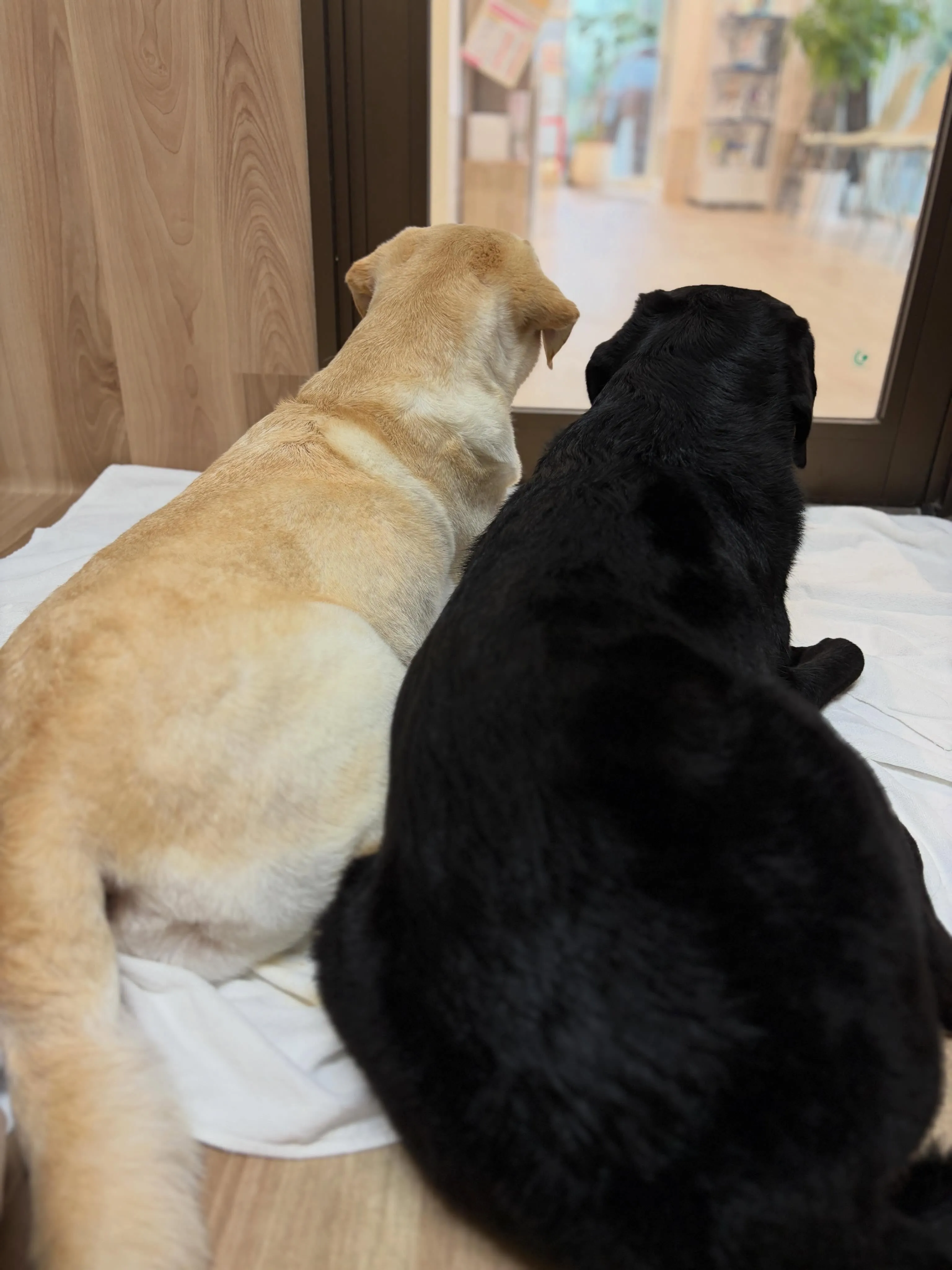 🍃本日のトリミング🍃ラブラドールレトリバー🐶｜名東区・千種区...