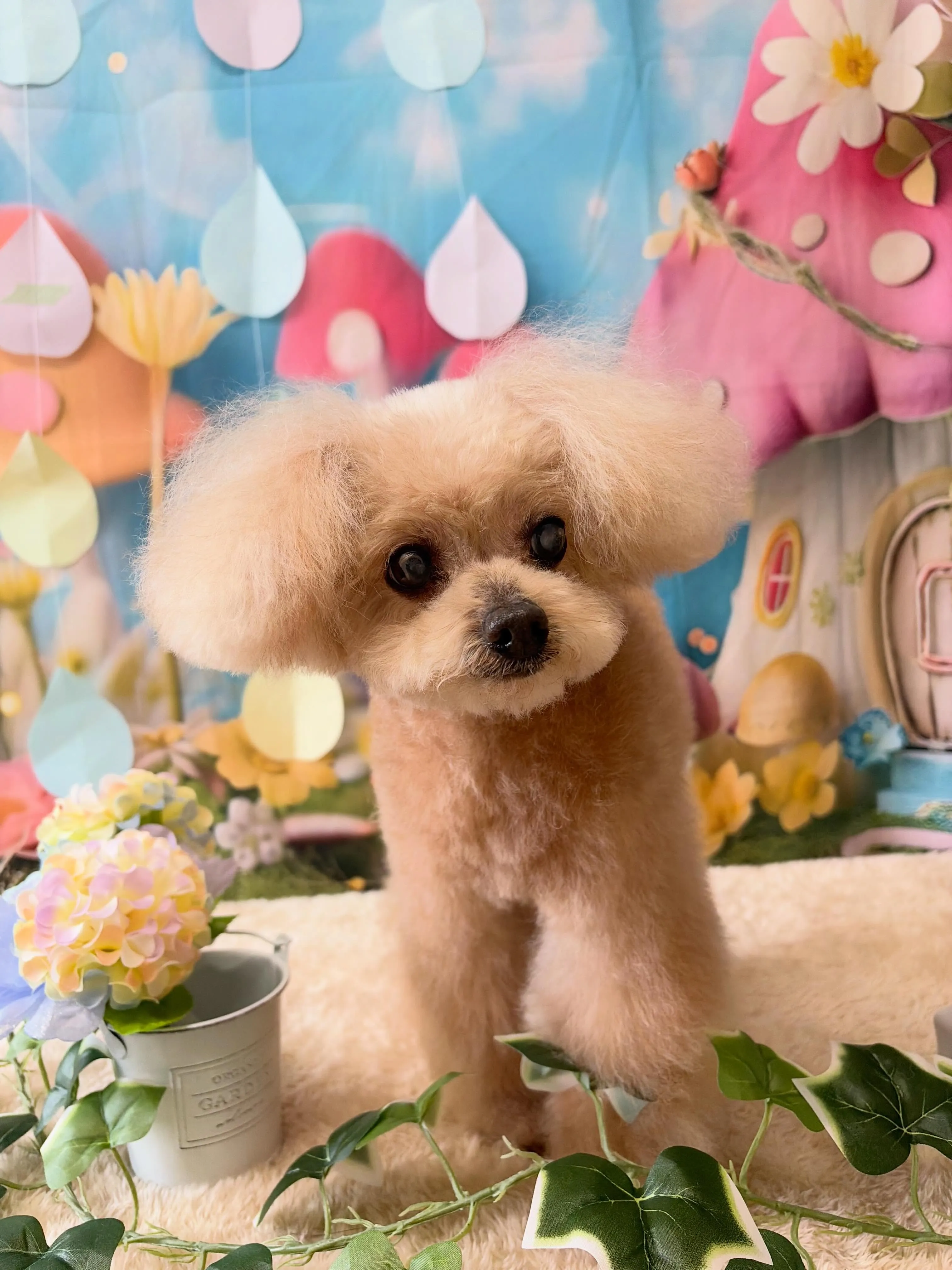 🍃6/28のトリミング🍃プードル🐶｜名東区・千種区・守山区の...