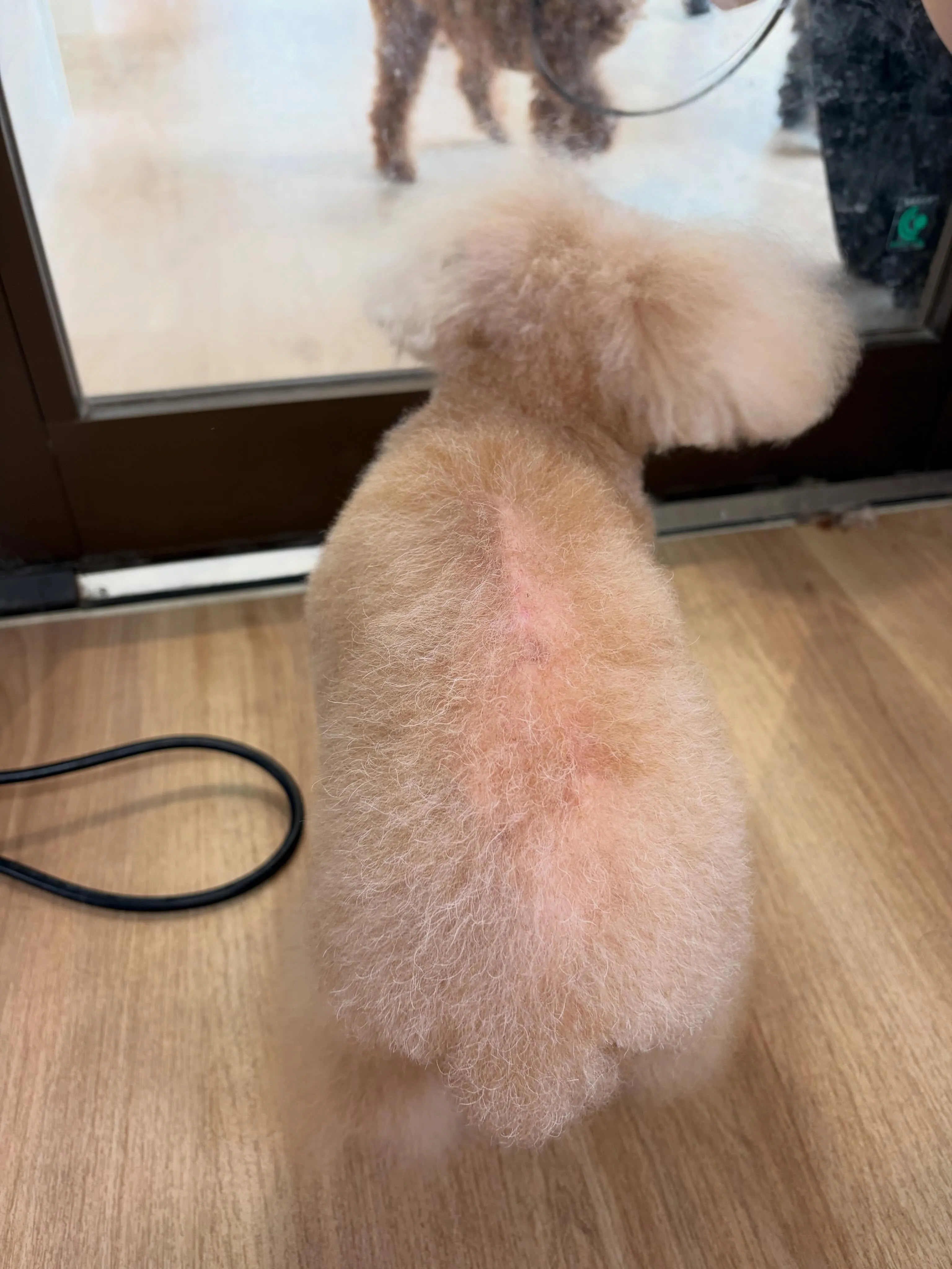 🍃6/28のトリミング🍃プードル🐶｜名東区・千種区・守山区の...