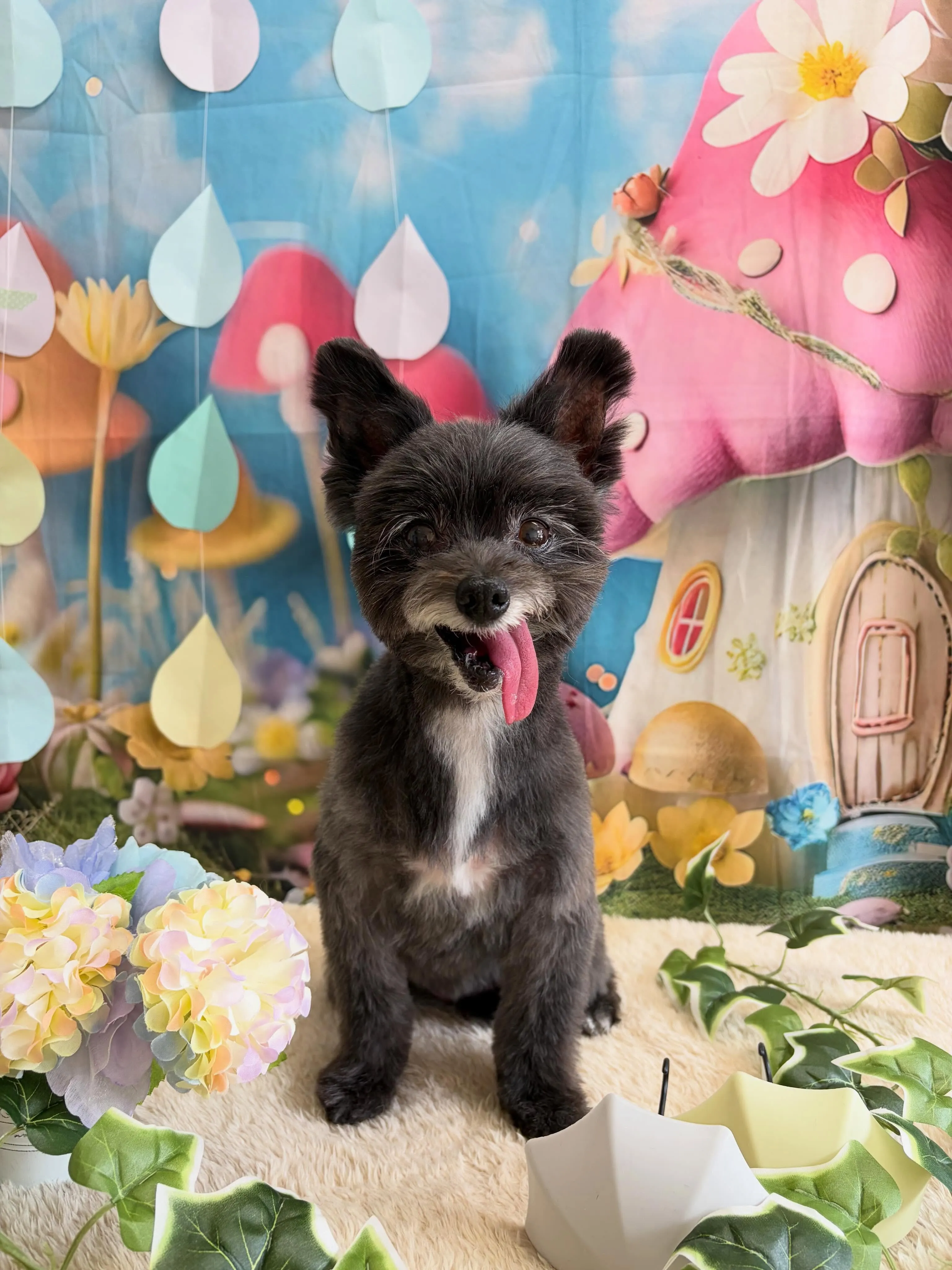🍃6/28のトリミング🍃ミックス犬🐶｜名東区・千種区・守山区...