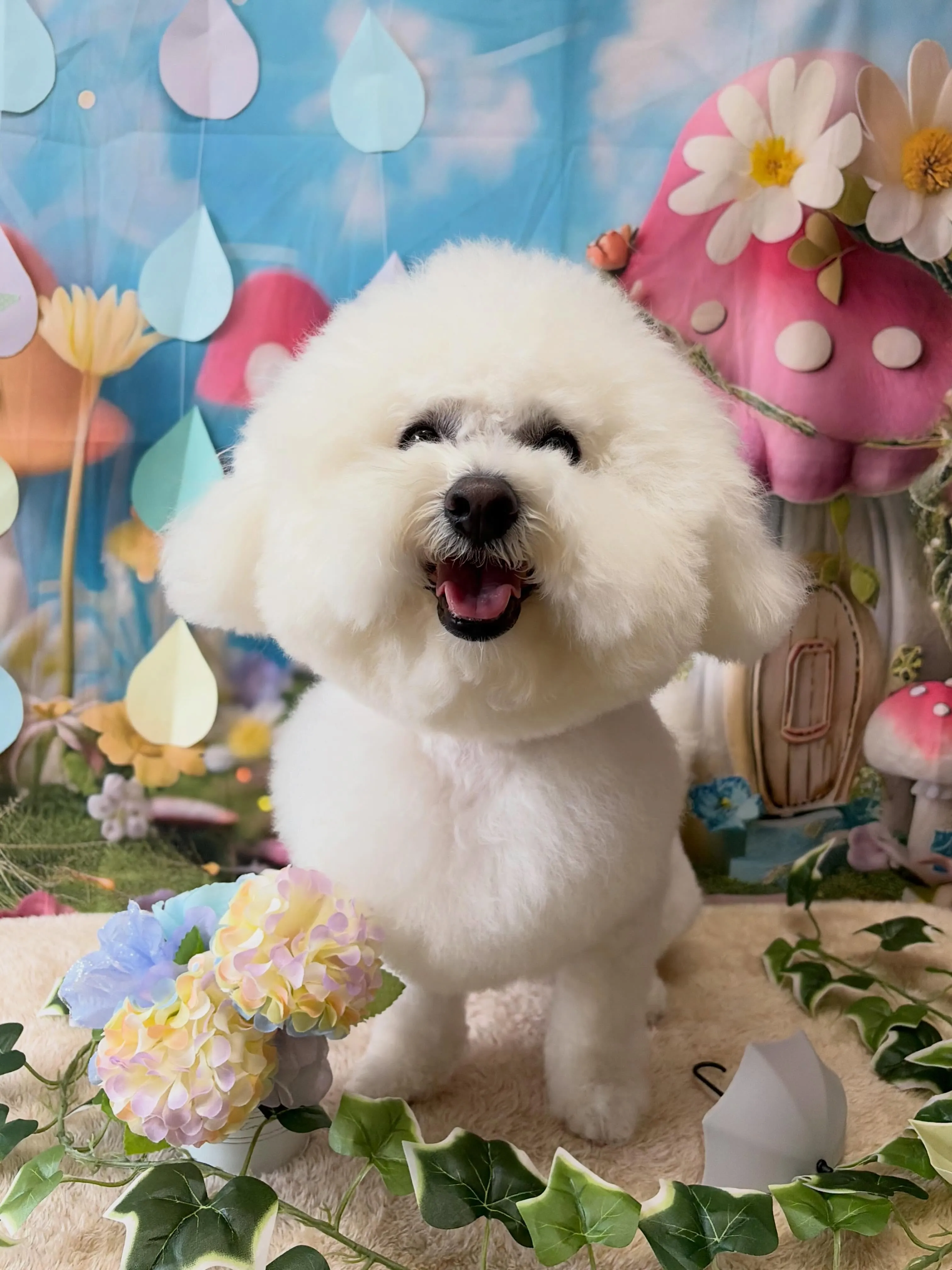 🍃6/28のトリミング🍃ビションフリーゼ🐶｜名東区・千種区・...