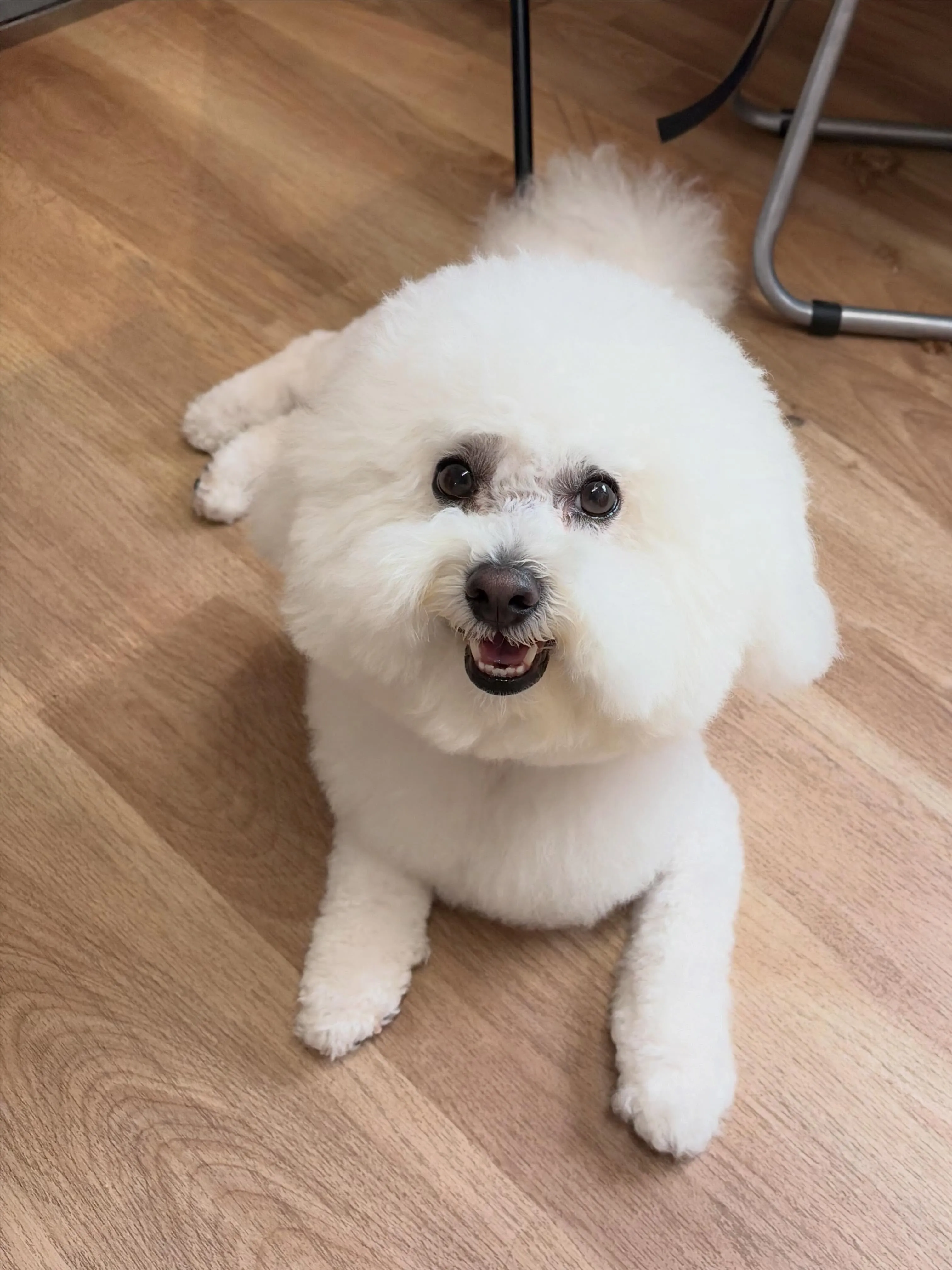 🍃6/28のトリミング🍃ビションフリーゼ🐶｜名東区・千種区・...