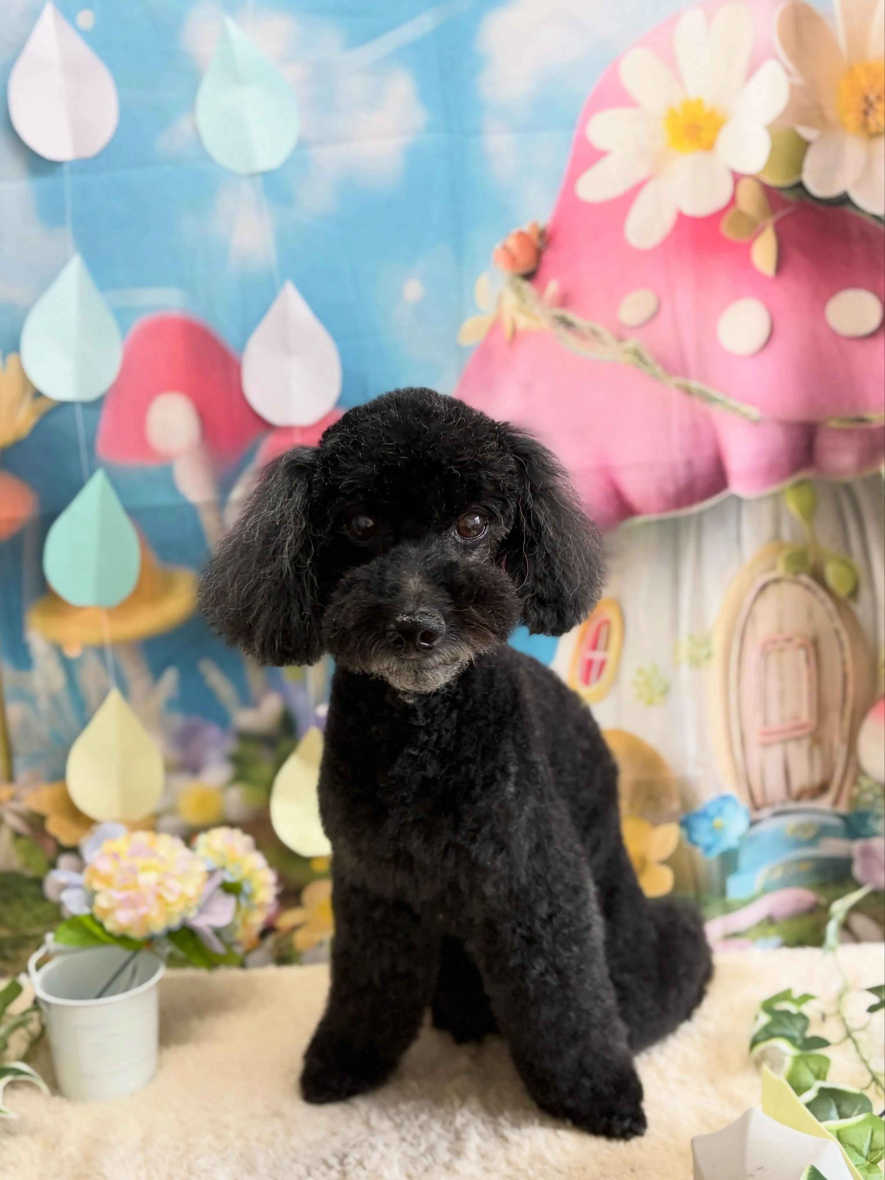 🍃6/28のトリミング🍃プードル🐶｜名東区・千種区・守山区の...