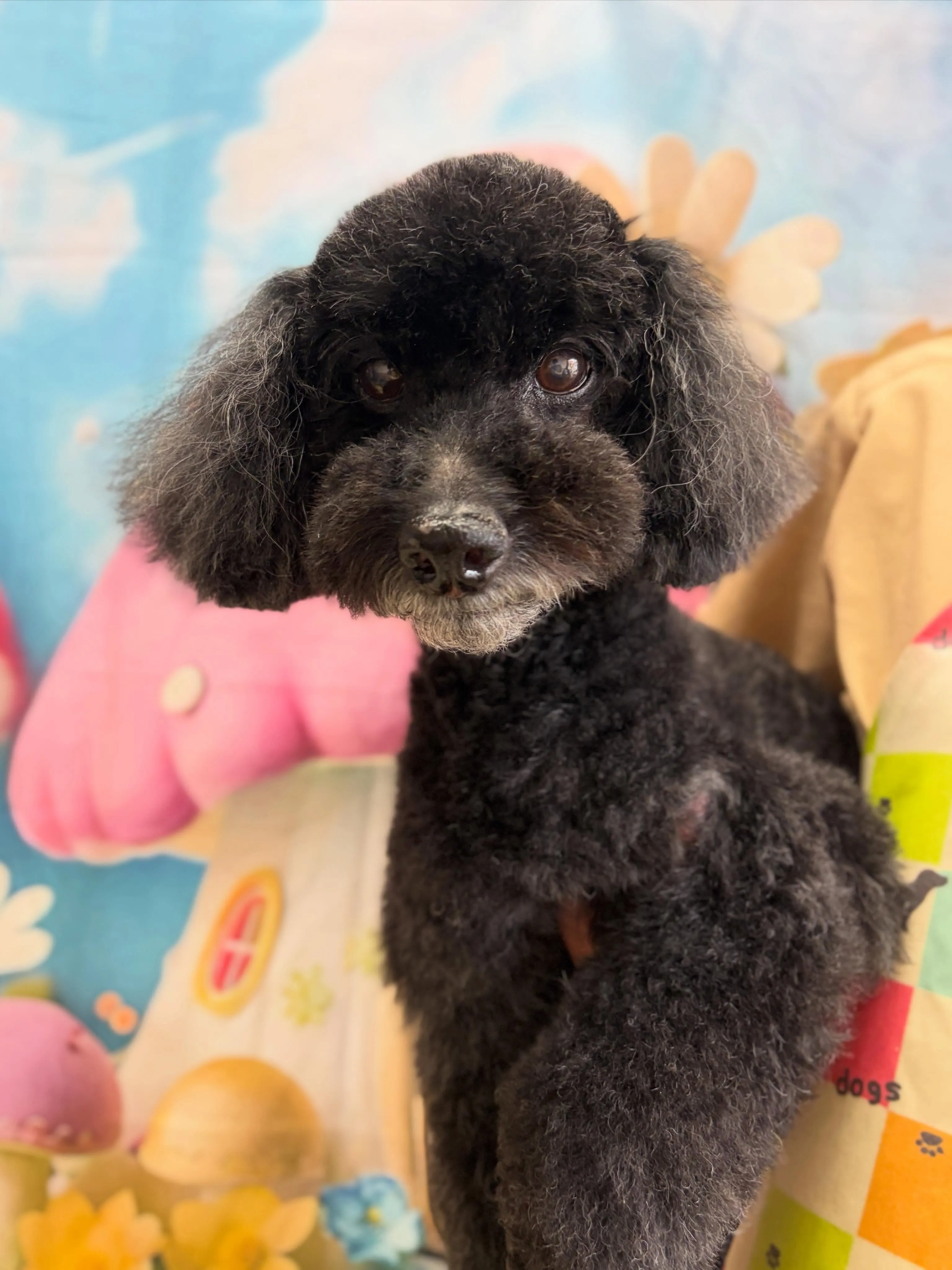 🍃6/28のトリミング🍃プードル🐶｜名東区・千種区・守山区の...