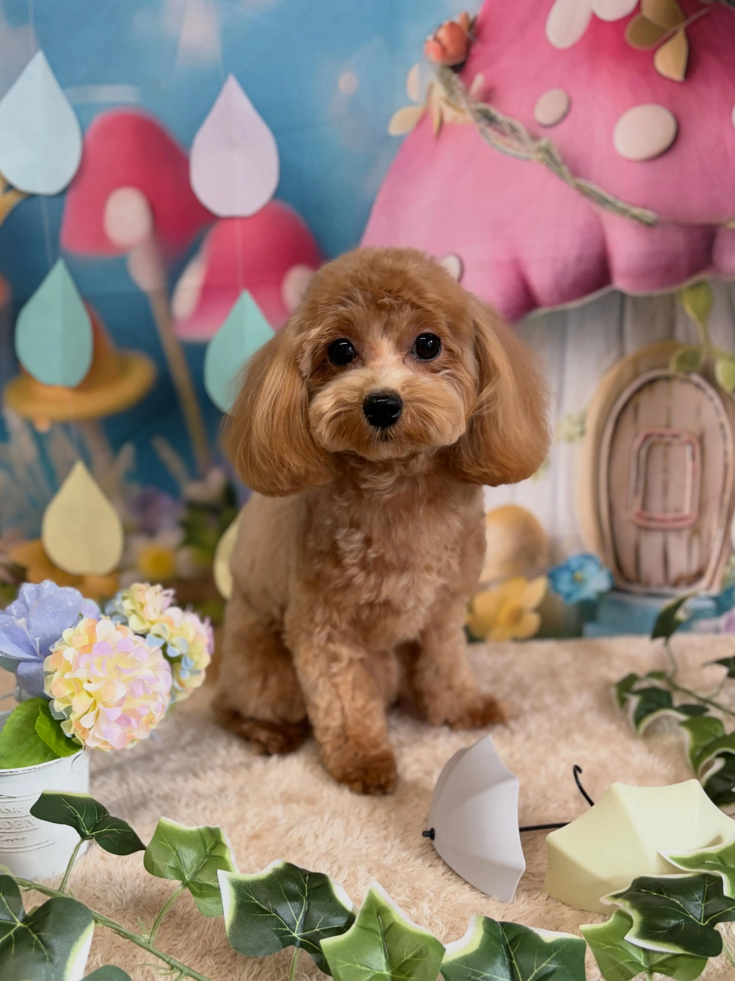🍃6/28のトリミング🍃ミックス犬🐶｜名東区・千種区・守山区...