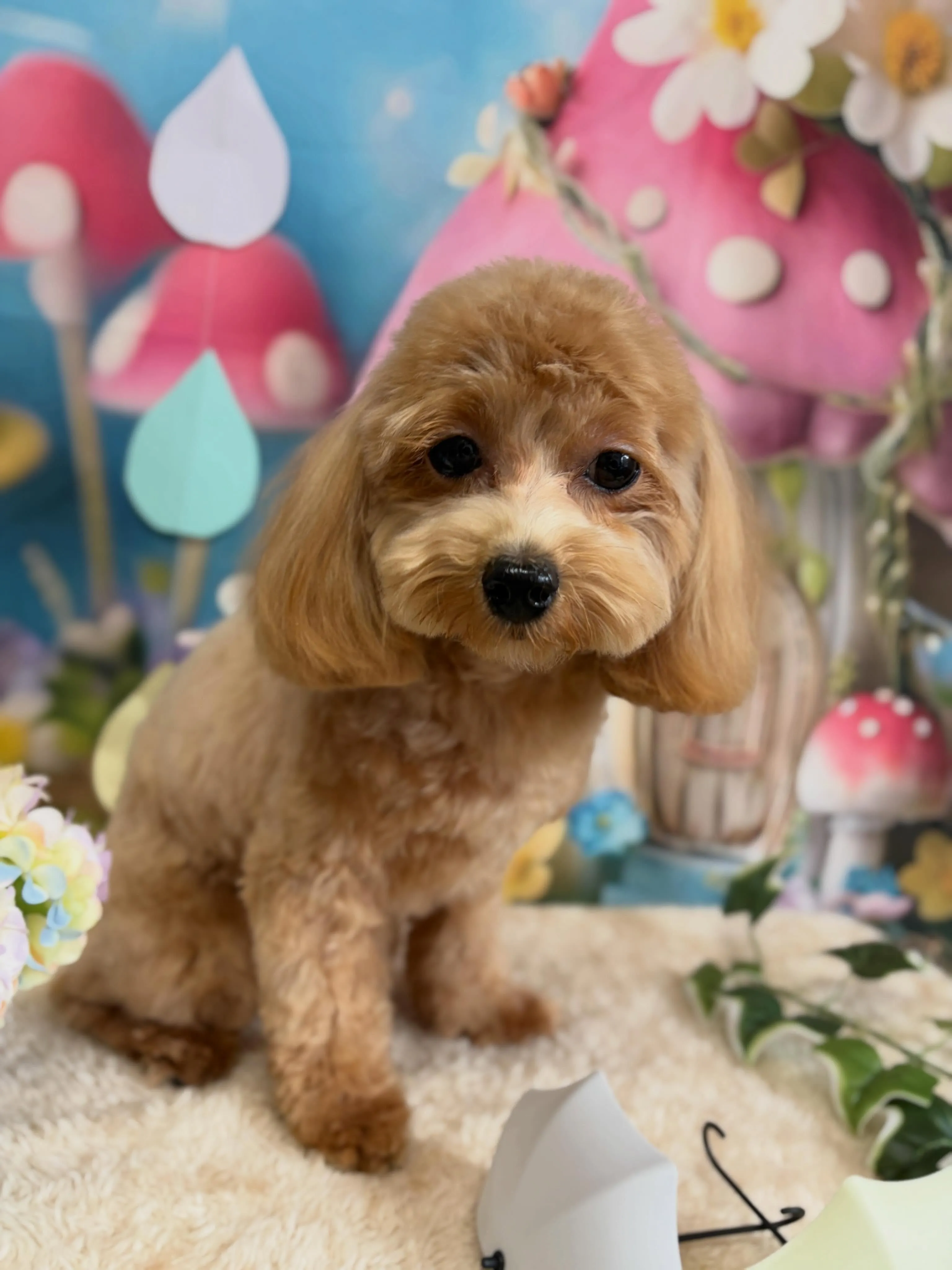🍃6/28のトリミング🍃ミックス犬🐶｜名東区・千種区・守山区...