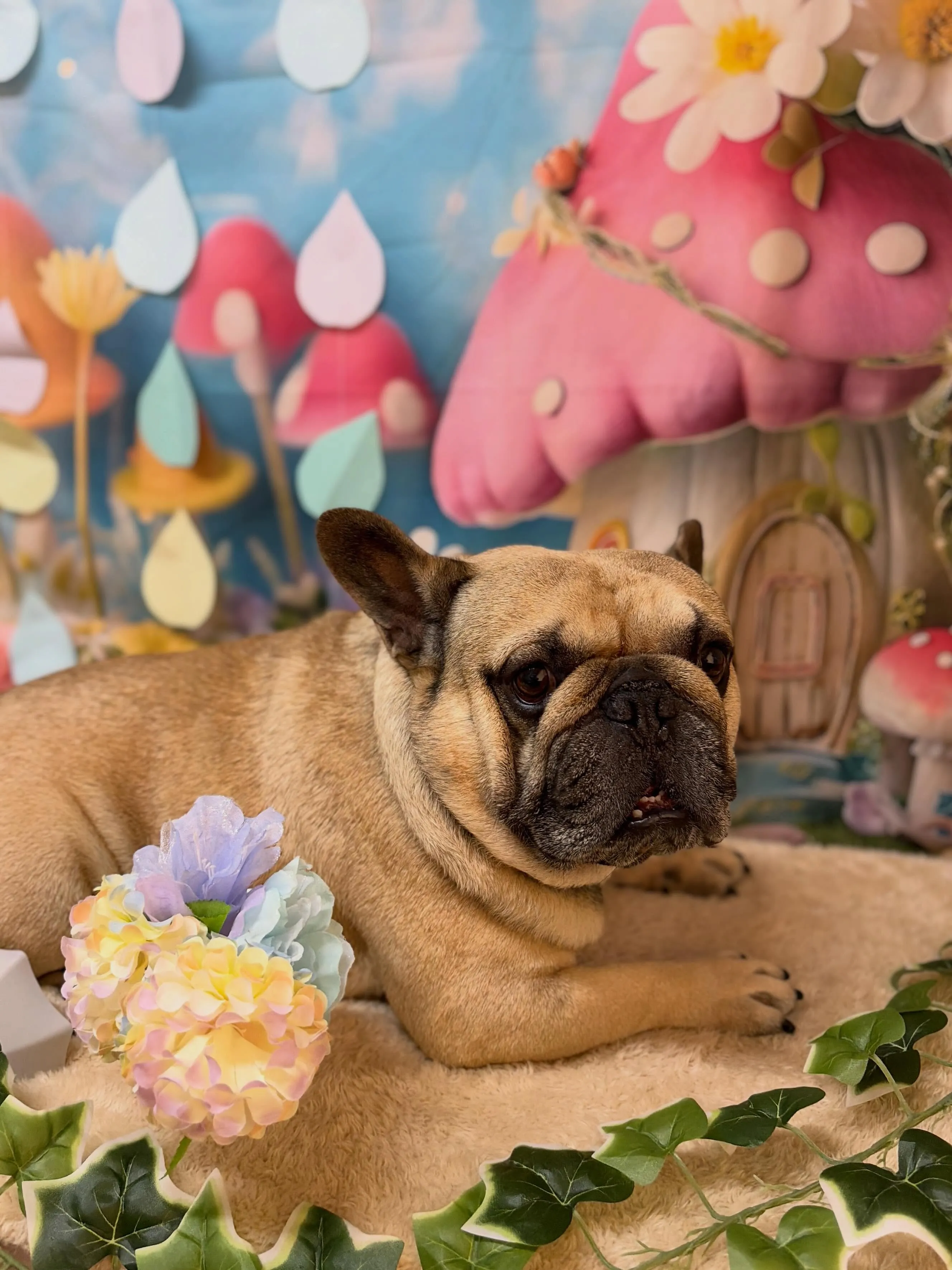 🍃6/29のトリミング🍃フレンチブルドッグ🐶｜名東区・千種区...