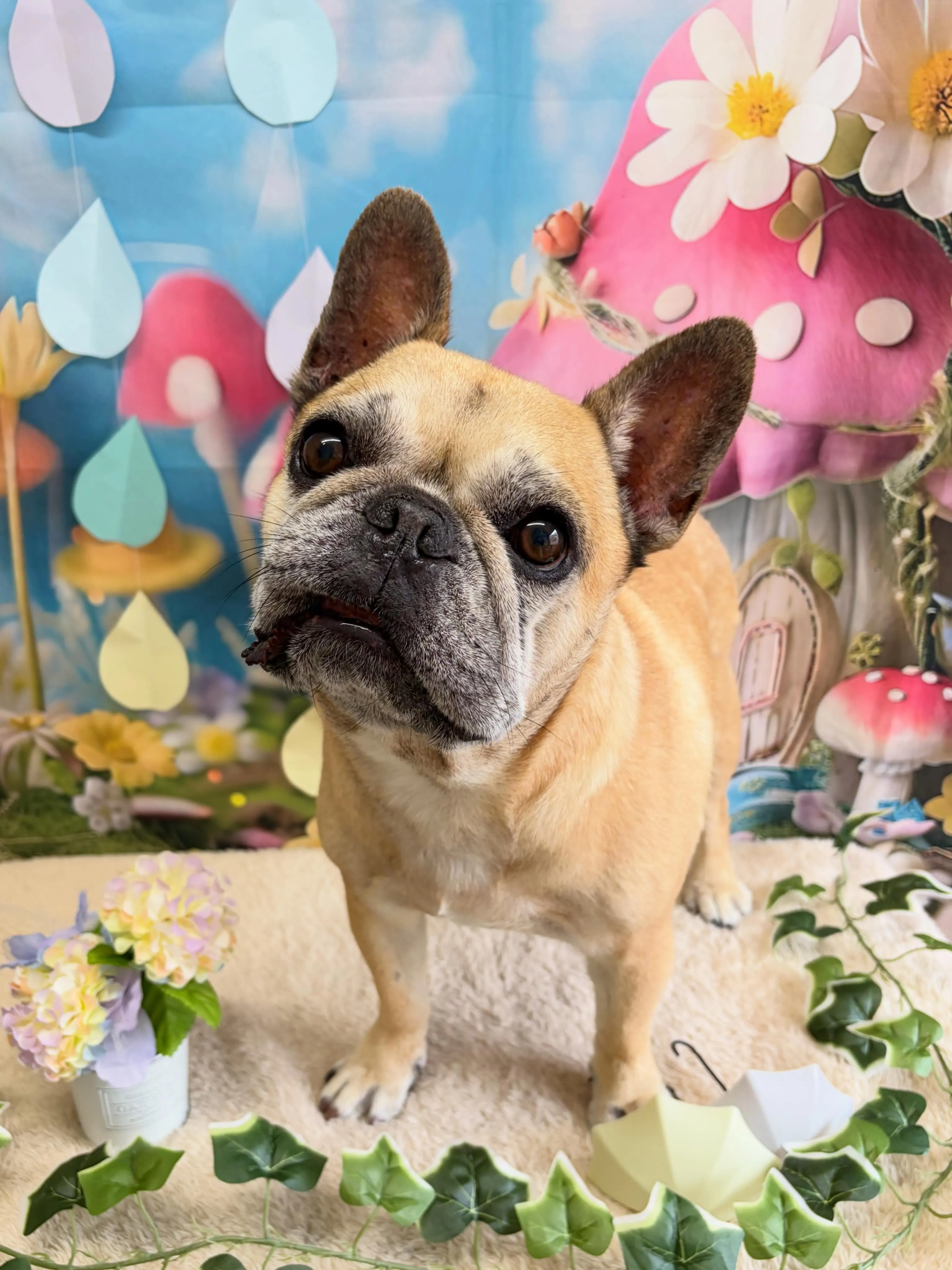 🍃6/30のトリミング🍃フレンチブルドッグ🐶｜名東区・千種区...