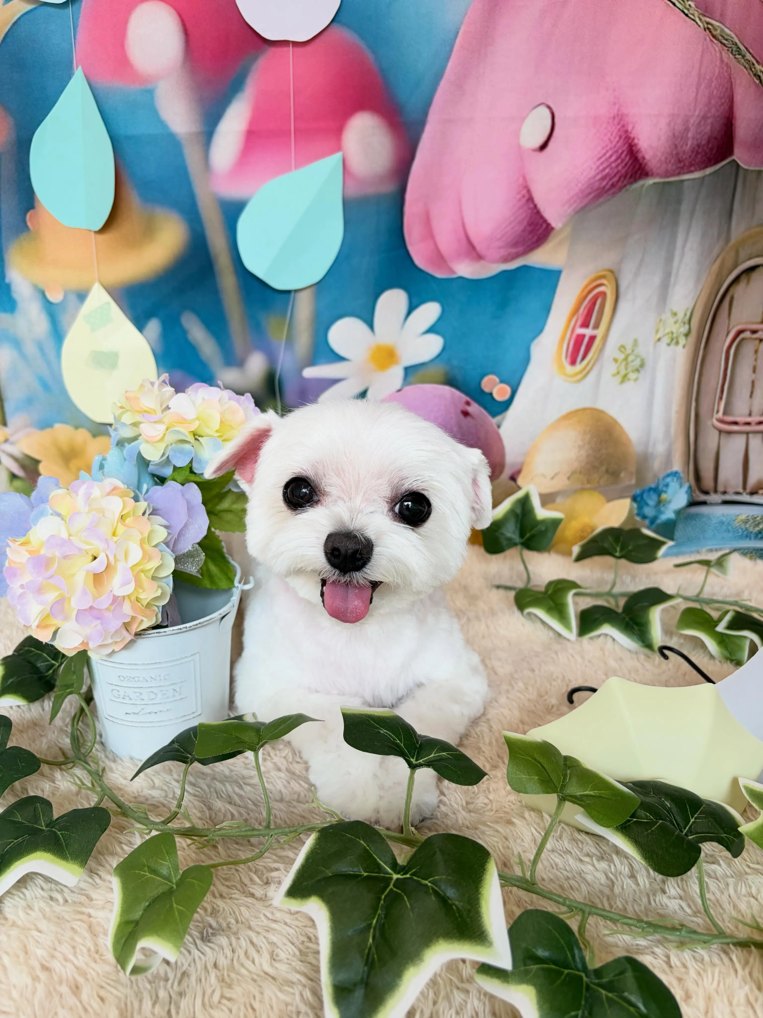 🍃6/30のトリミング🍃マルチーズ🐶｜名東区・千種区・守山区...