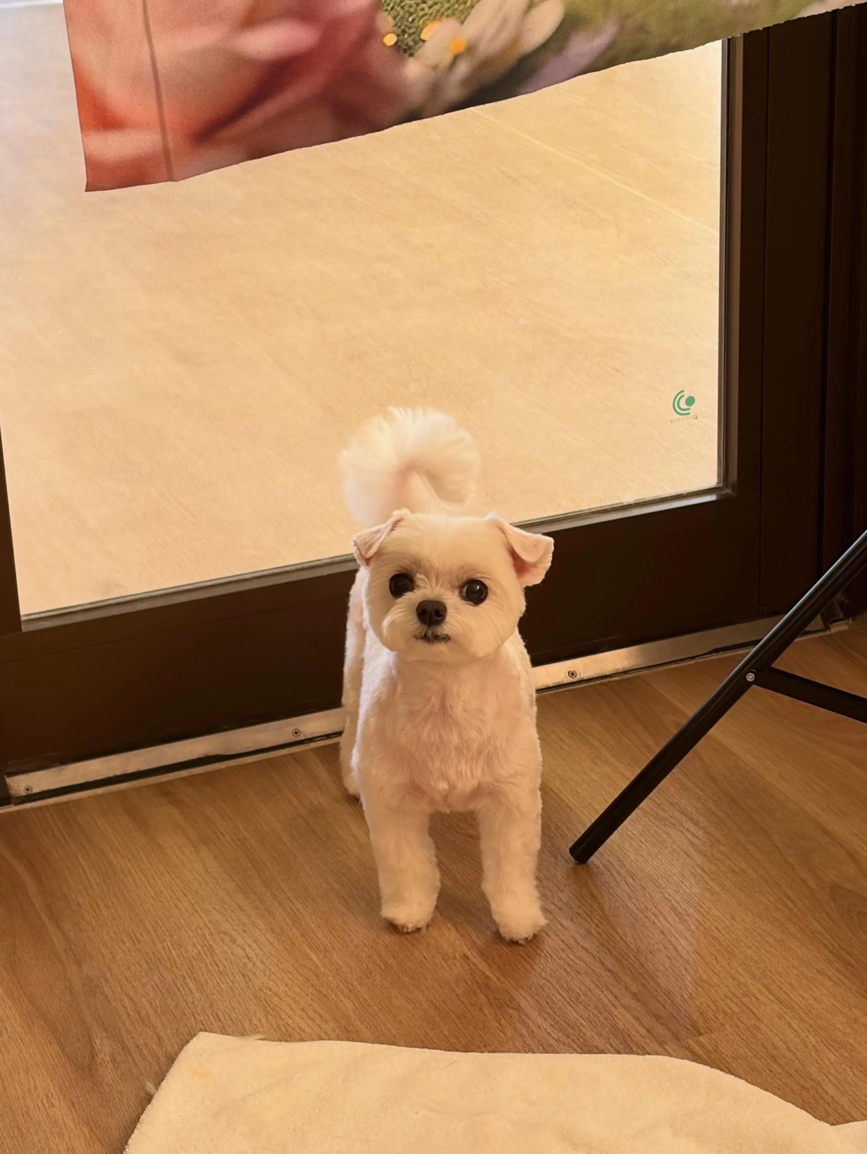 🍃6/30のトリミング🍃マルチーズ🐶｜名東区・千種区・守山区...
