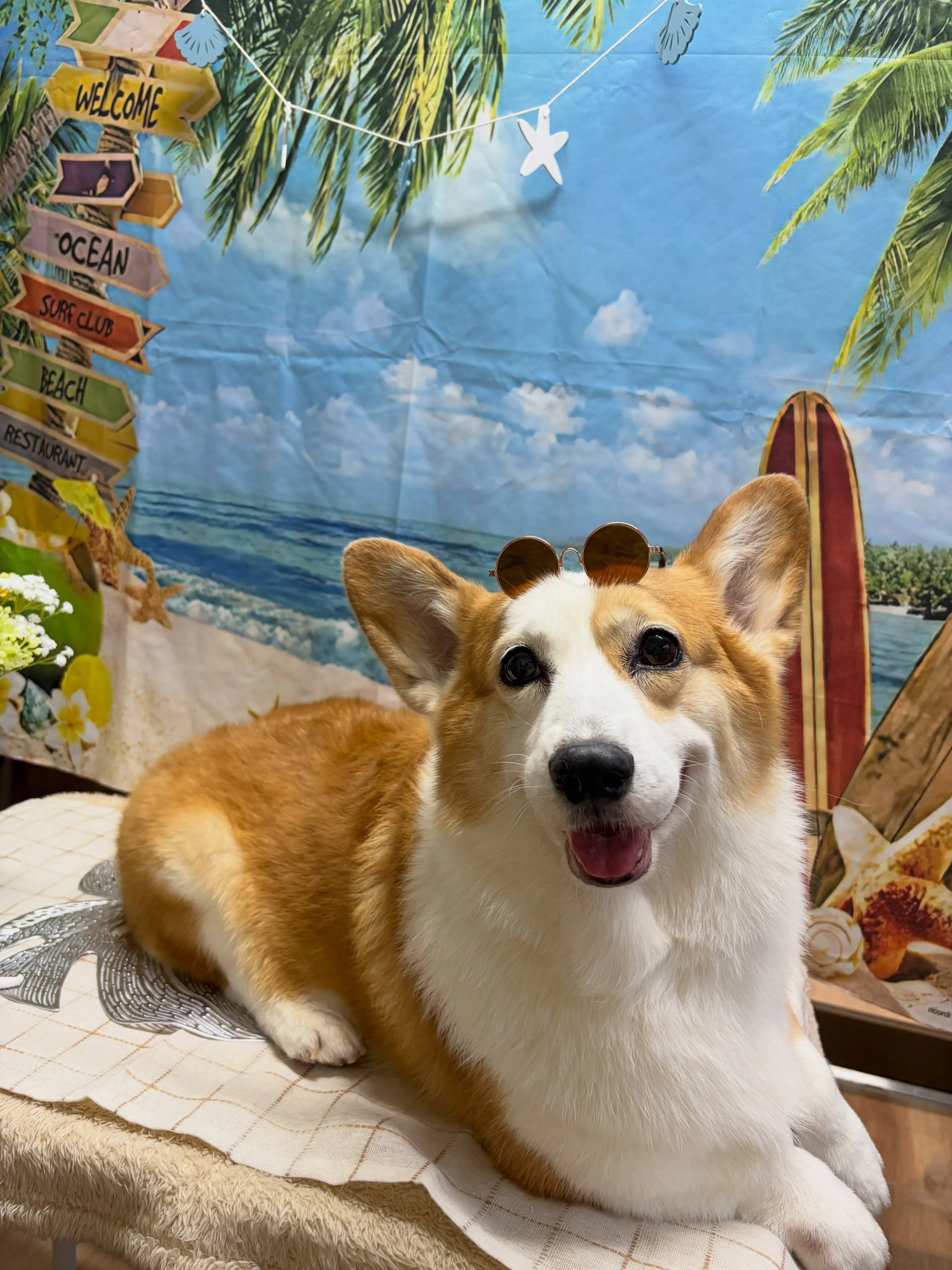 🍃7/1のトリミング🍃コーギー🐶|名東区・千種区・守山区の動...