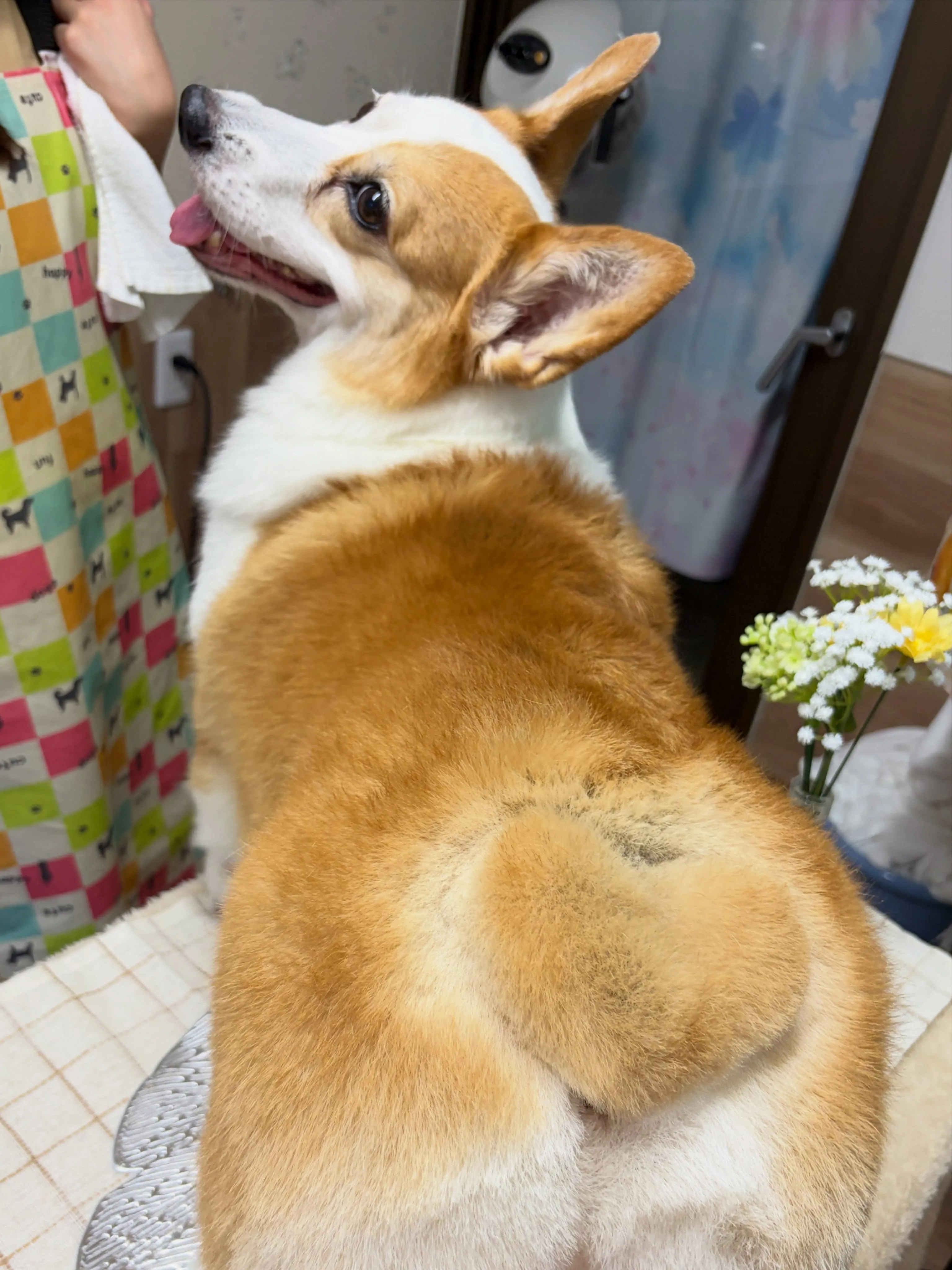 🍃7/1のトリミング🍃コーギー🐶｜名東区・千種区・守山区の動...