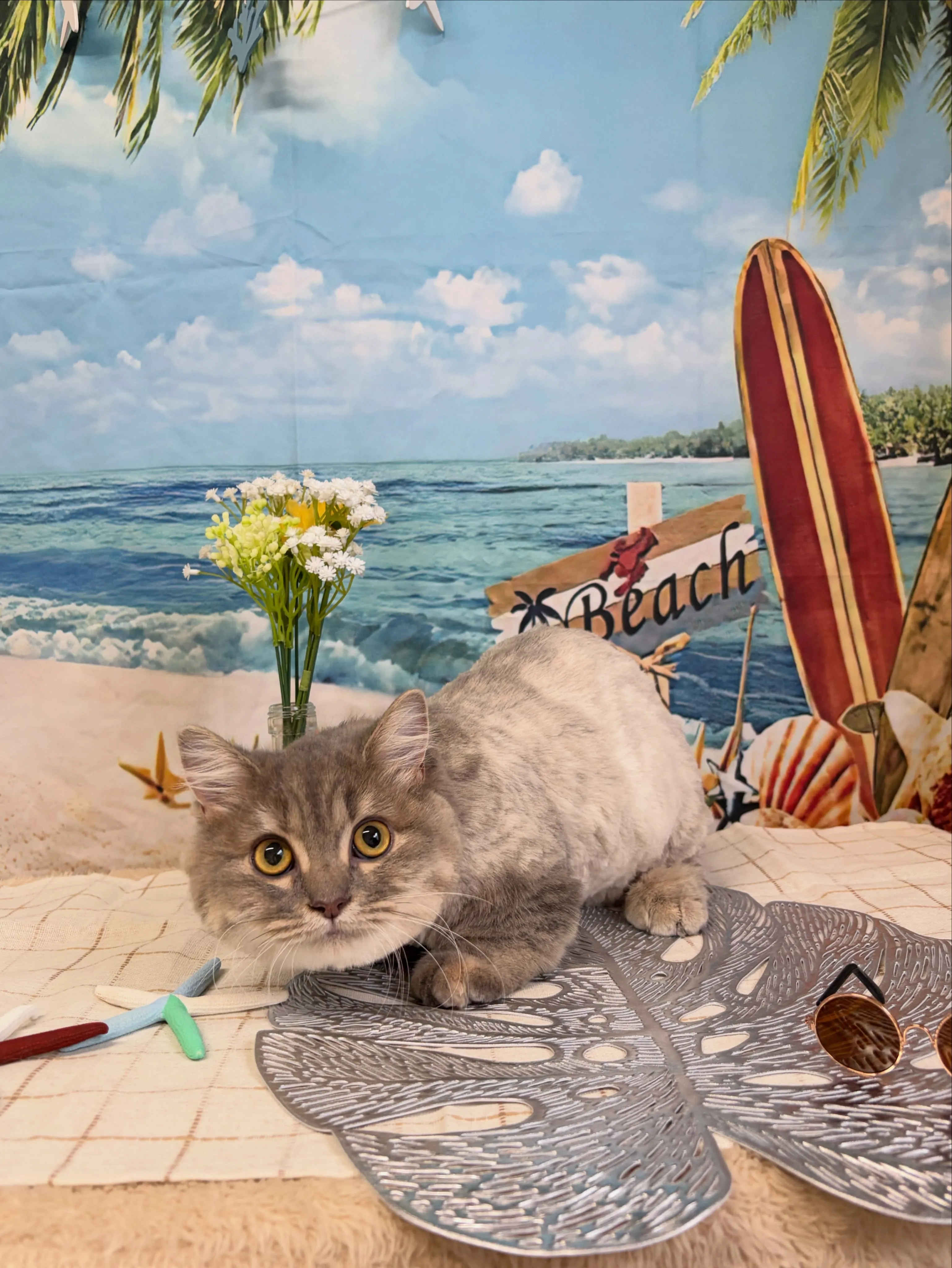 🍃7/1のトリミング🍃ミヌエット🐱|名東区・千種区・守山区の...