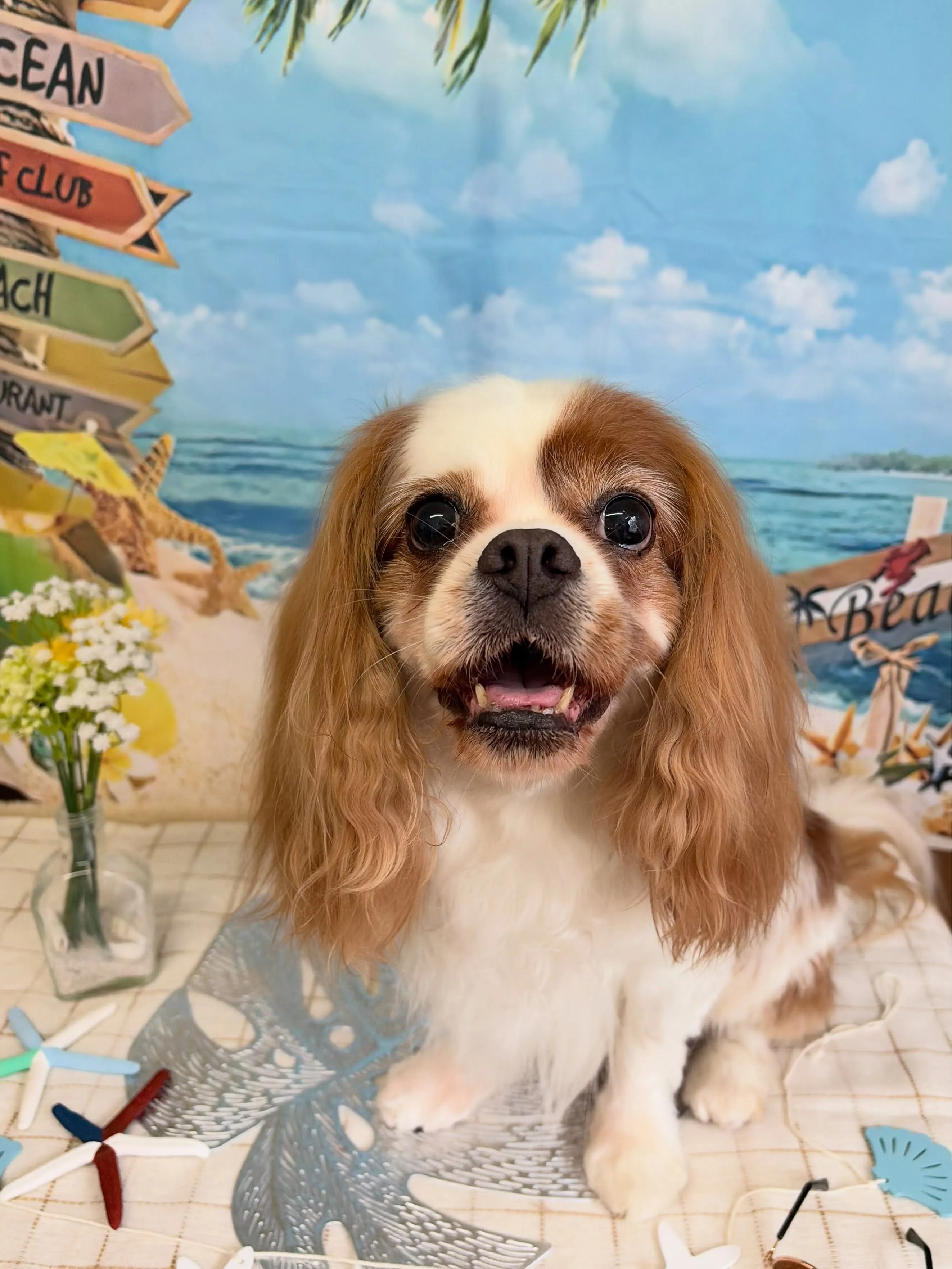 🍃7/1のトリミング🍃キャバリア🐶｜名東区・千種区・守山区の...