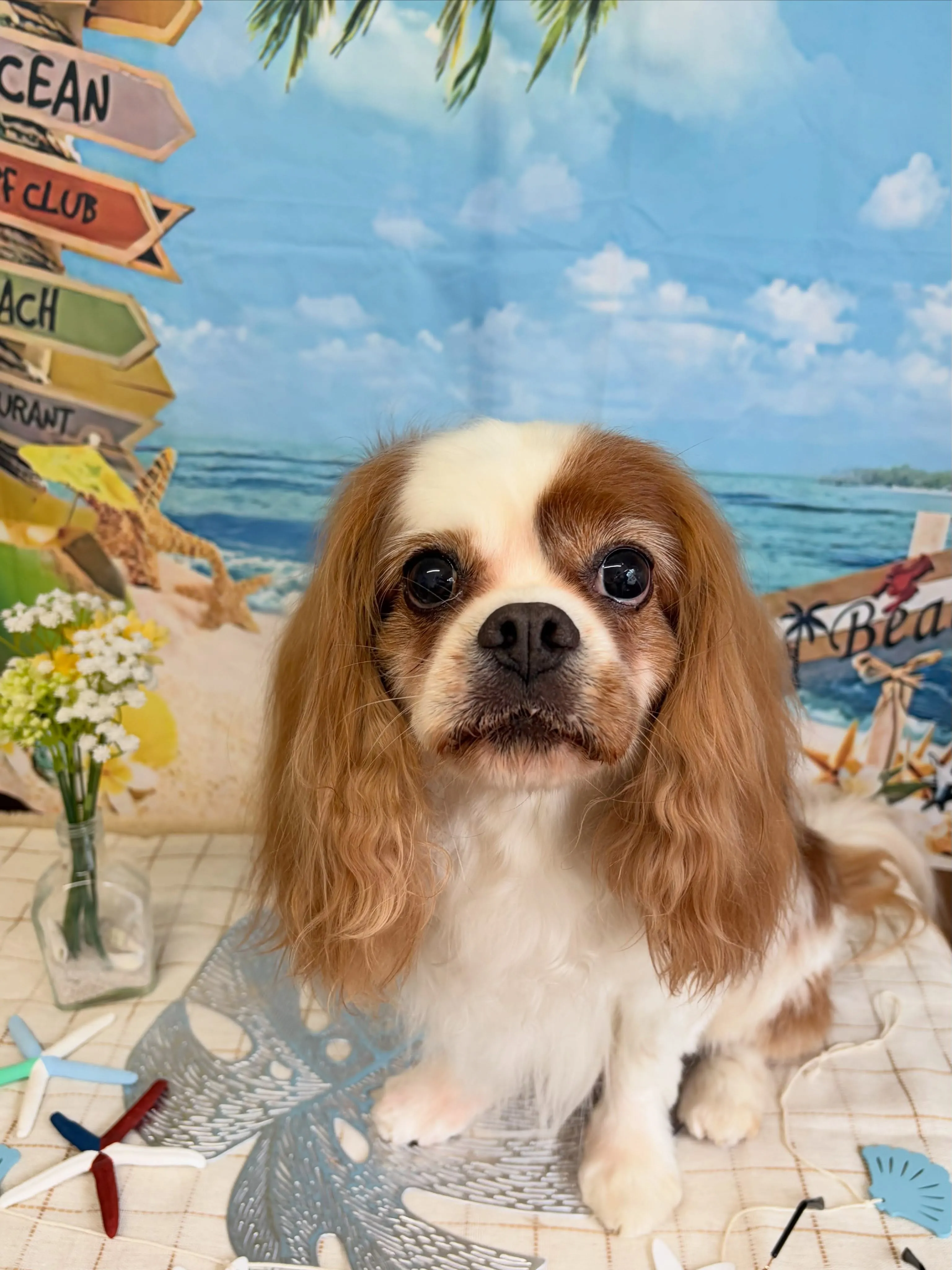 🍃7/1のトリミング🍃キャバリア🐶|名東区・千種区・守山区の...