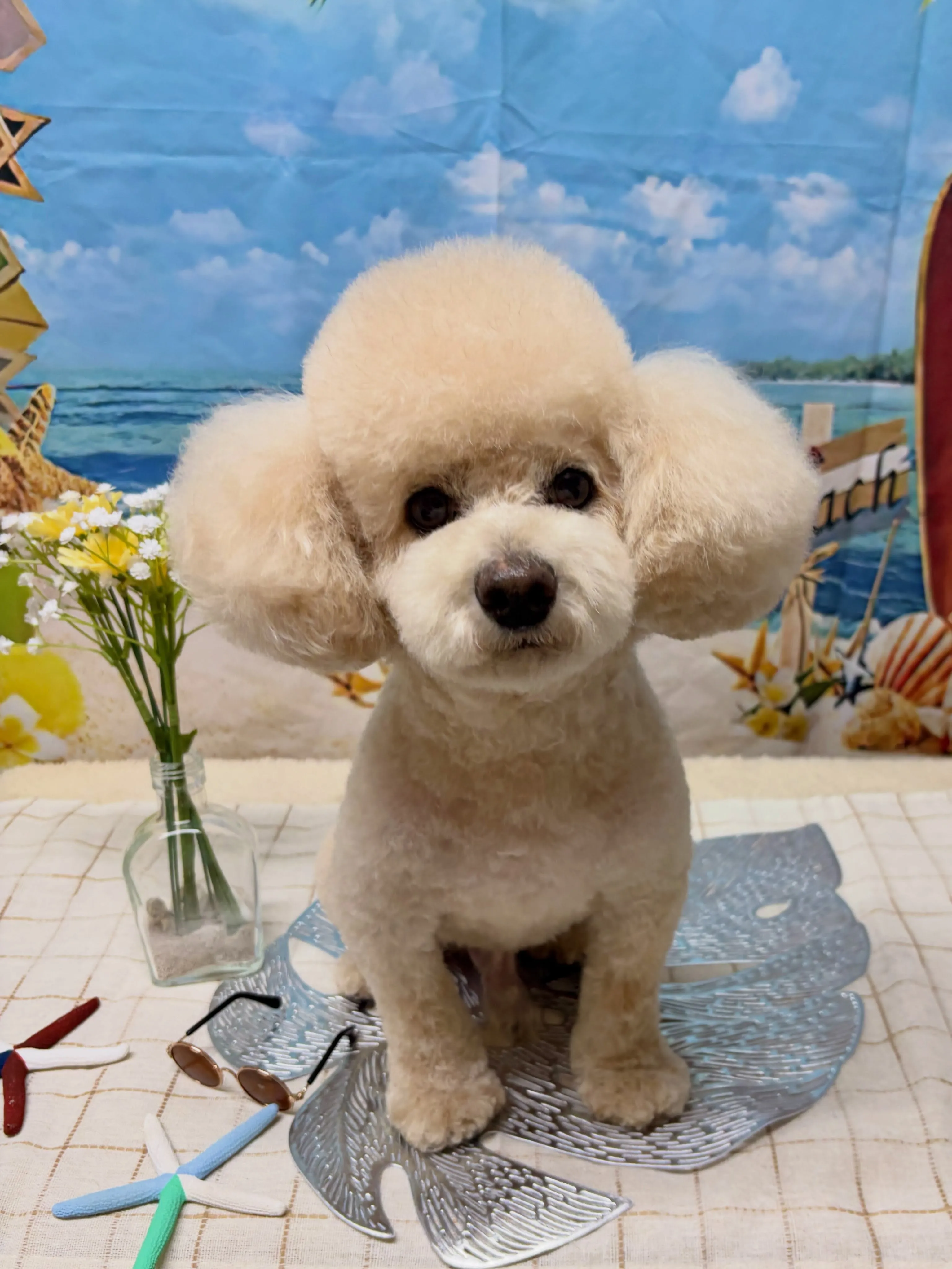 🍃7/3のトリミング🍃プードル🐶｜名東区・千種区・守山区の動...